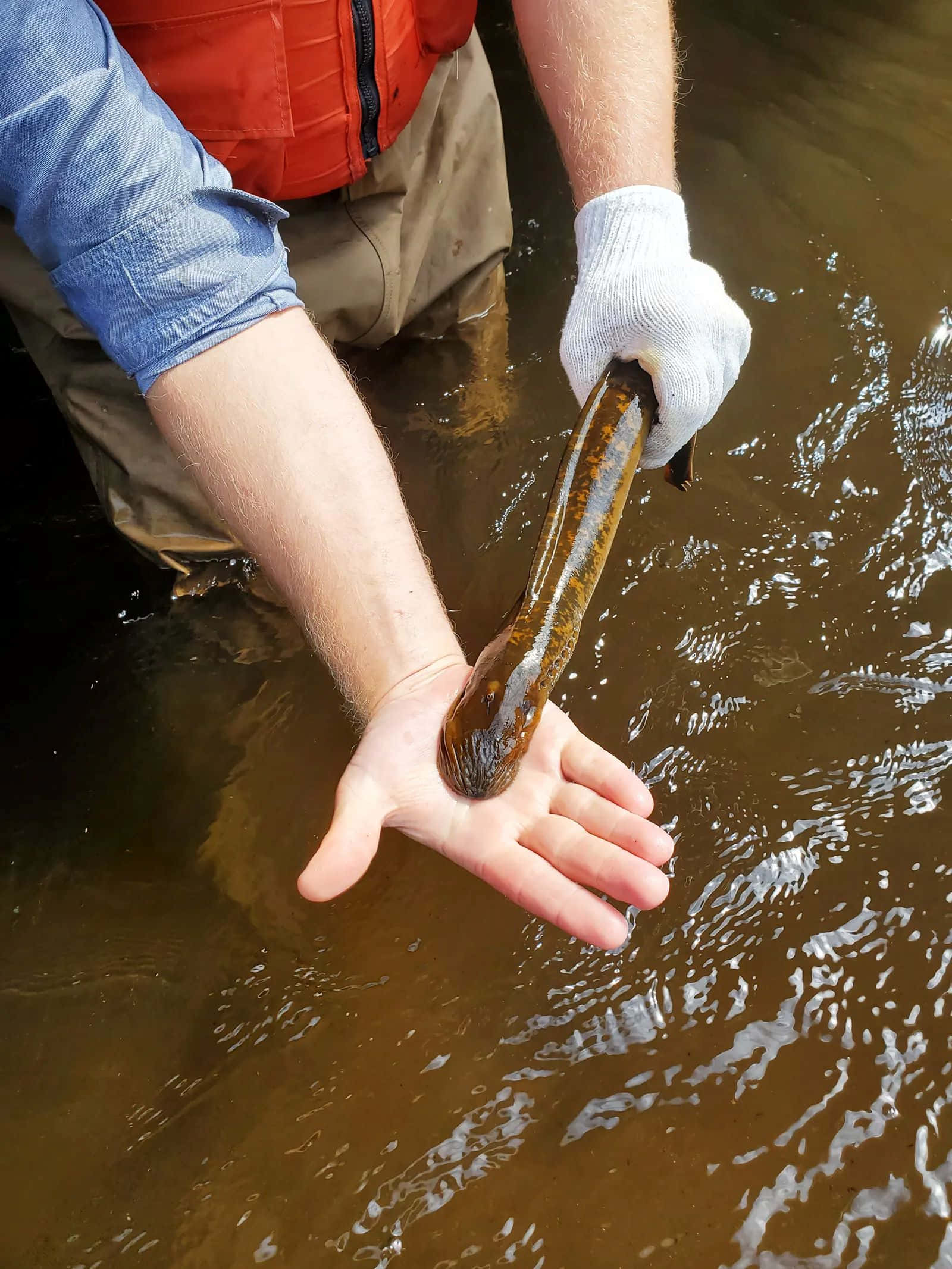 Lamprey, researcher, red vest, Full HD Phone Wallpaper