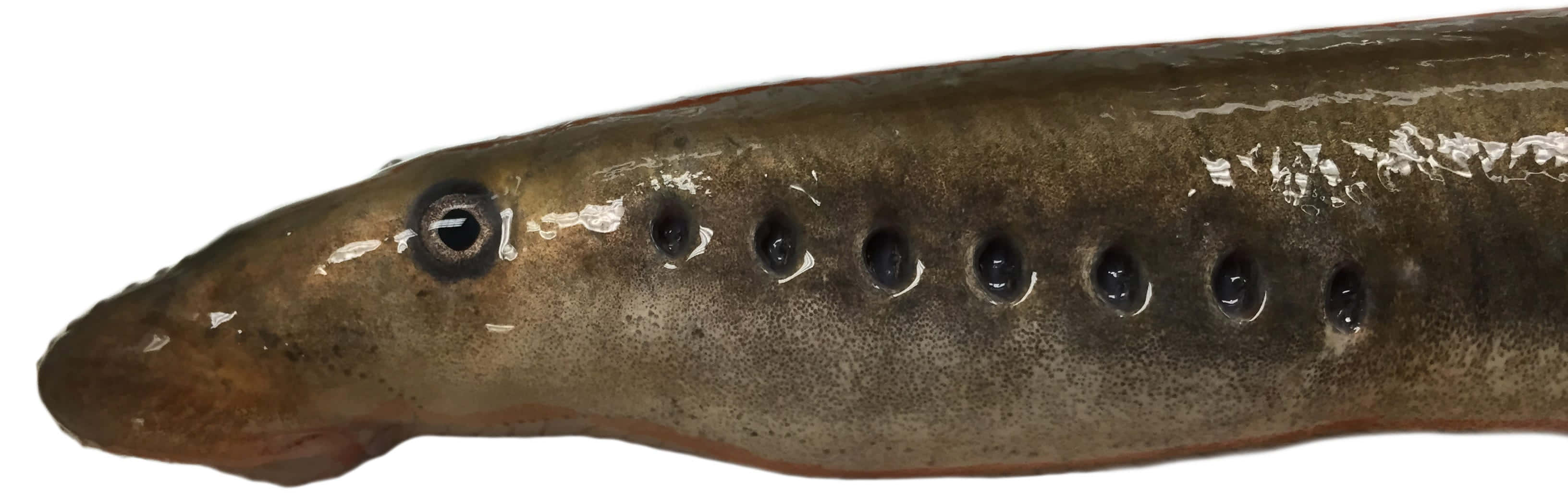 Lamprey, brownish eel-like fish, single large eye, 2K Desktop Wallpaper