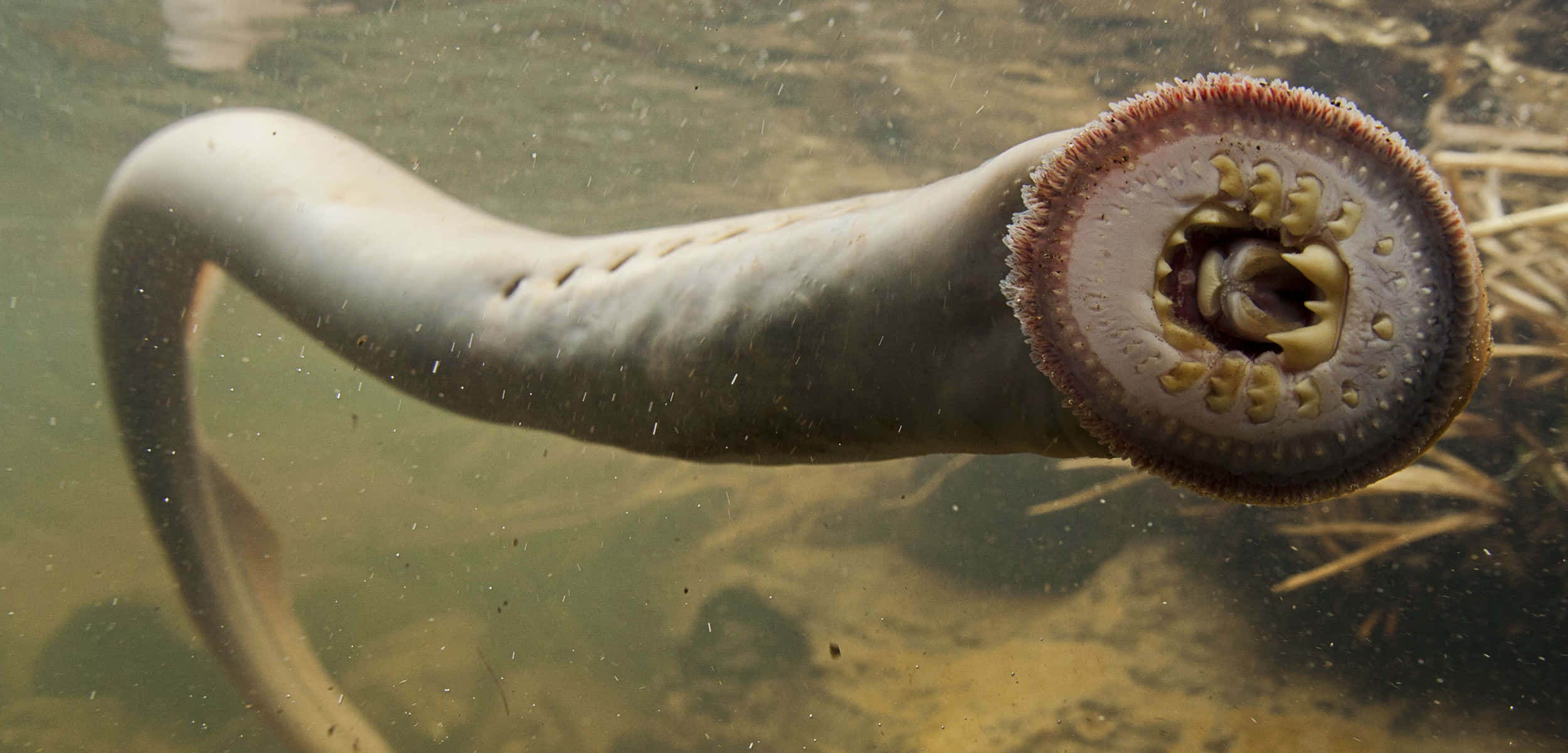 Lamprey, circular mouth, teeth, Full HD Desktop Wallpaper