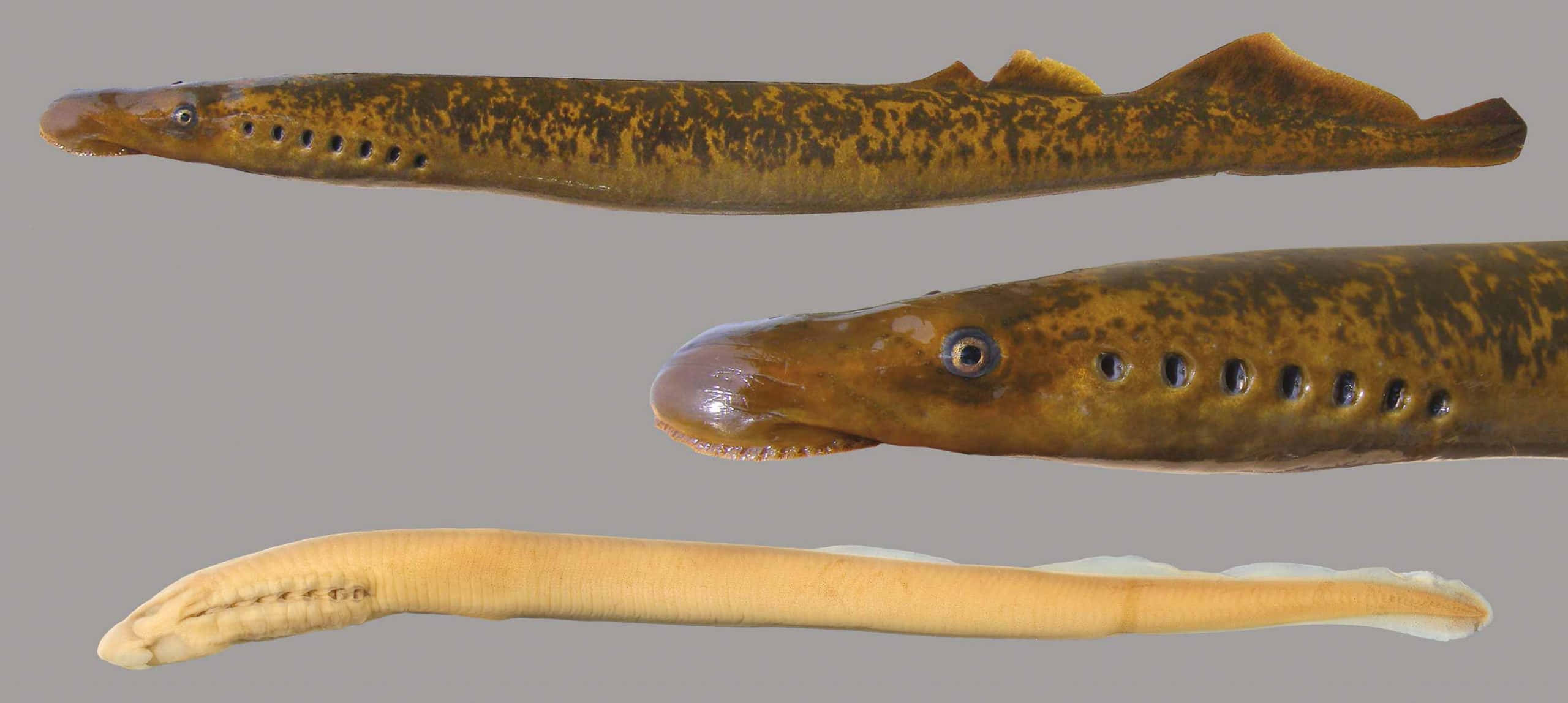 Lamprey, preserved lampreys, neutral gray background, 2K Desktop Wallpaper