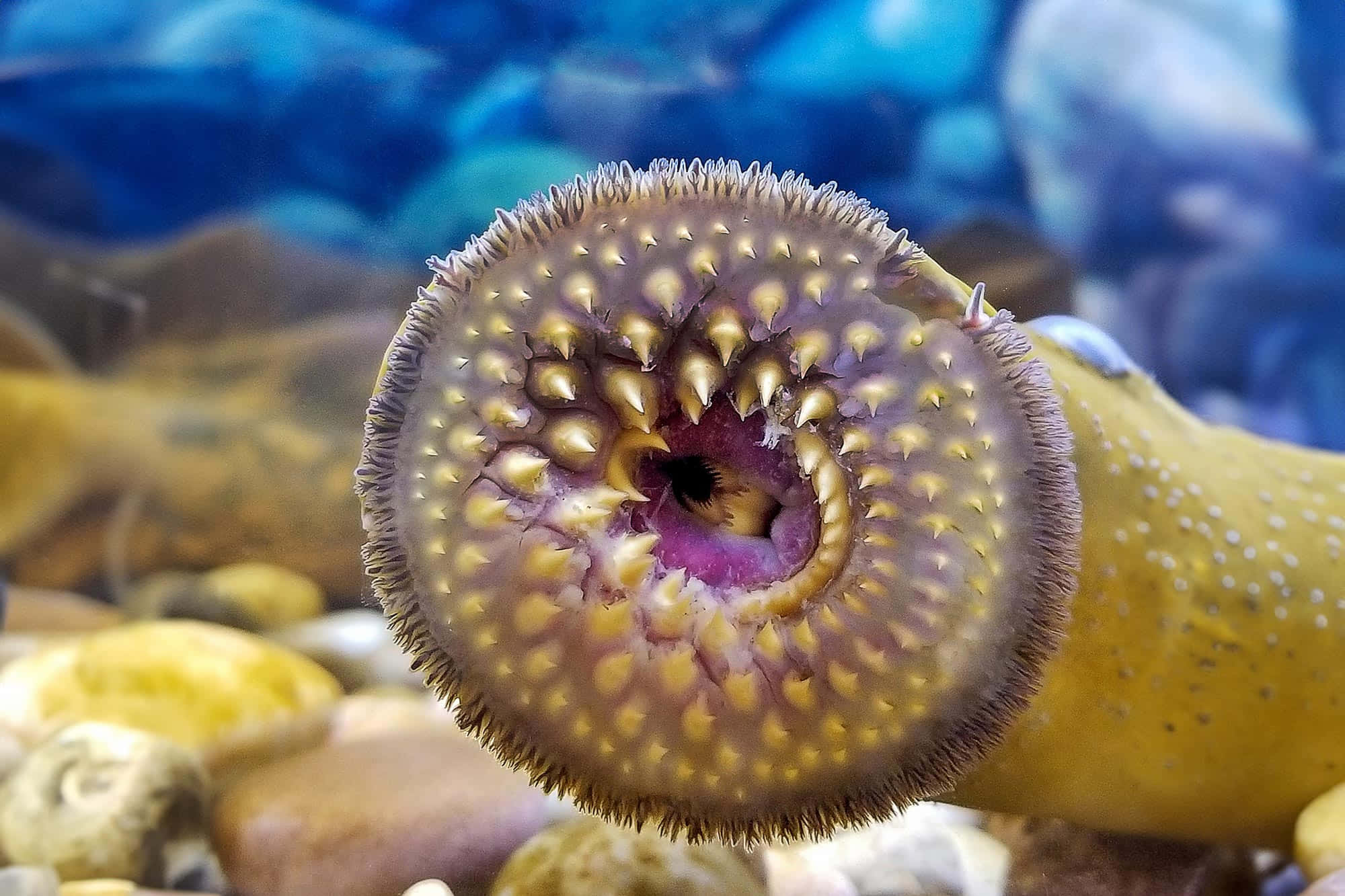 lamprey, circular mouth, tooth-like structures, Full HD Desktop Wallpaper
