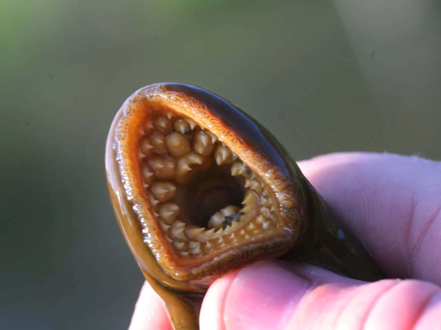 lamprey, mouth, rows of teeth, HD Desktop Wallpaper