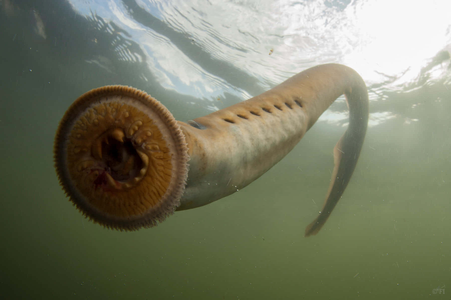 lamprey, underwater, circular mouth, HD Desktop Wallpaper