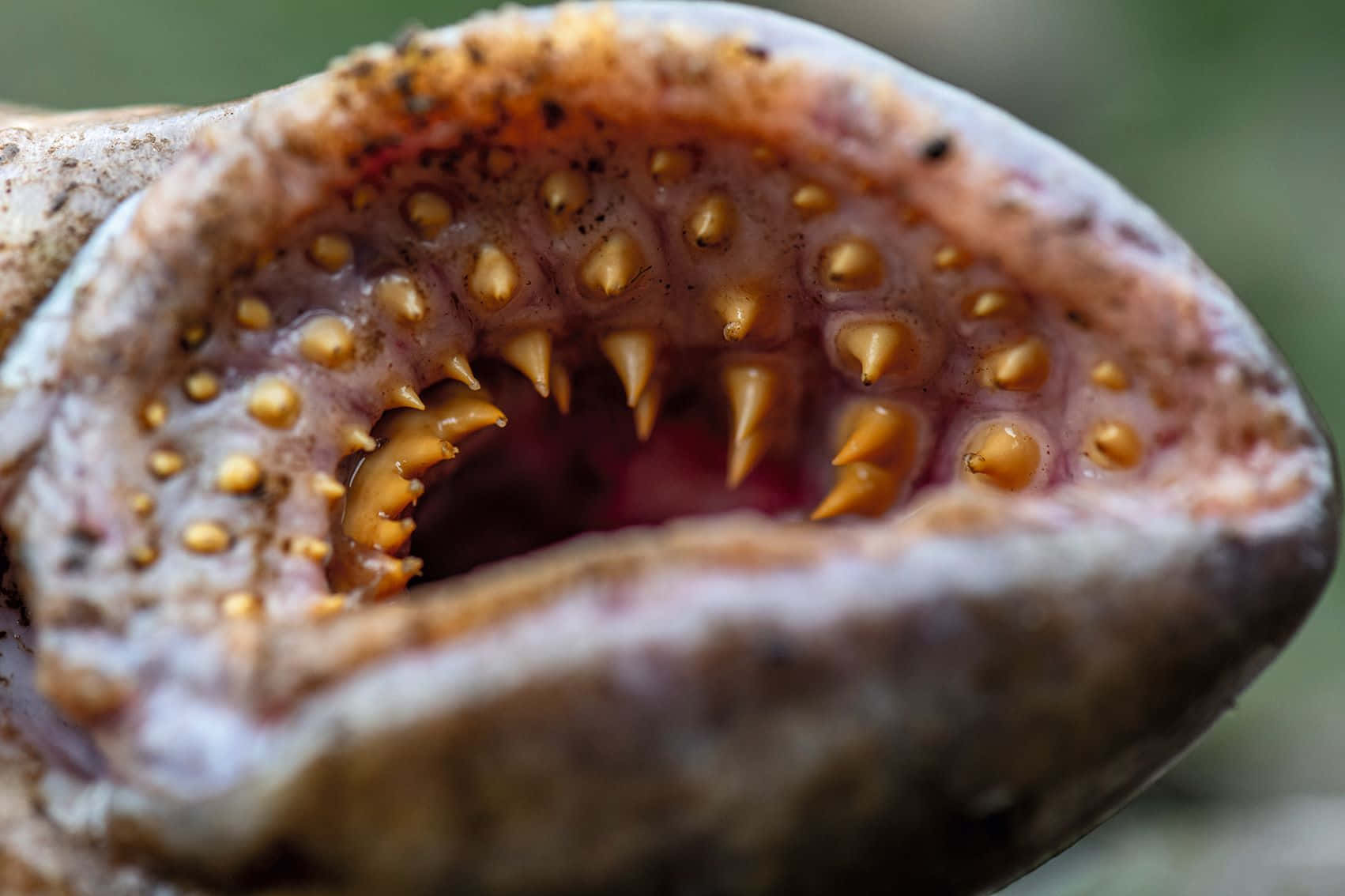 Lamprey, mouth, sharp yellowish spines, HD Desktop Wallpaper