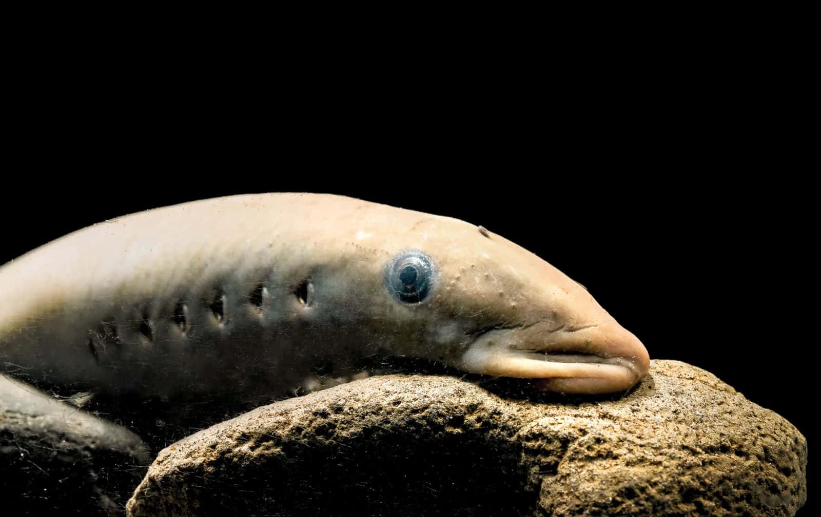 Lamprey, pale electric eel, rough rock, HD Desktop Wallpaper