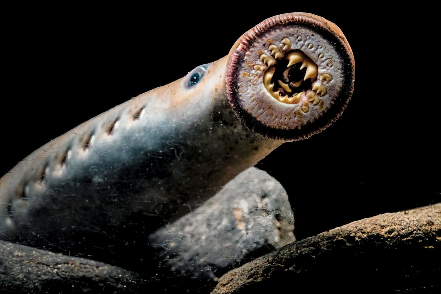 Lamprey, circular mouth, teeth, HD Desktop Wallpaper
