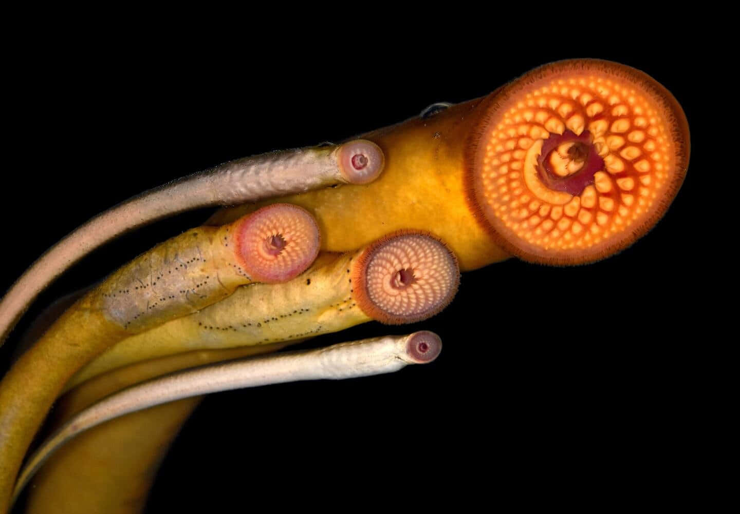 Lamprey, yellowish, pinkish circular mouths, HD Desktop Wallpaper