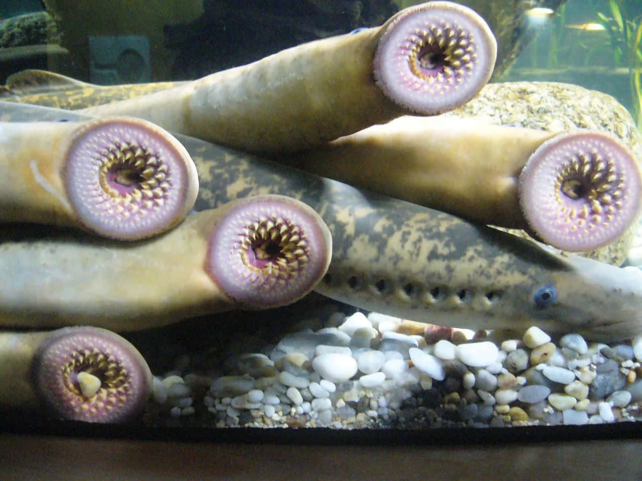 Lamprey, aquarium, pebbles, HD Desktop Wallpaper