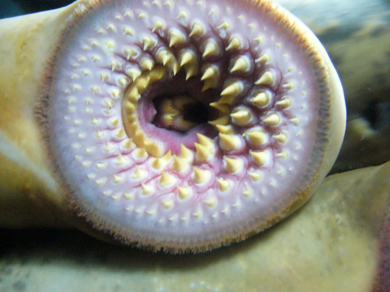 lamprey, circular mouth, rows of sharp yellowish teeth, HD Desktop Wallpaper