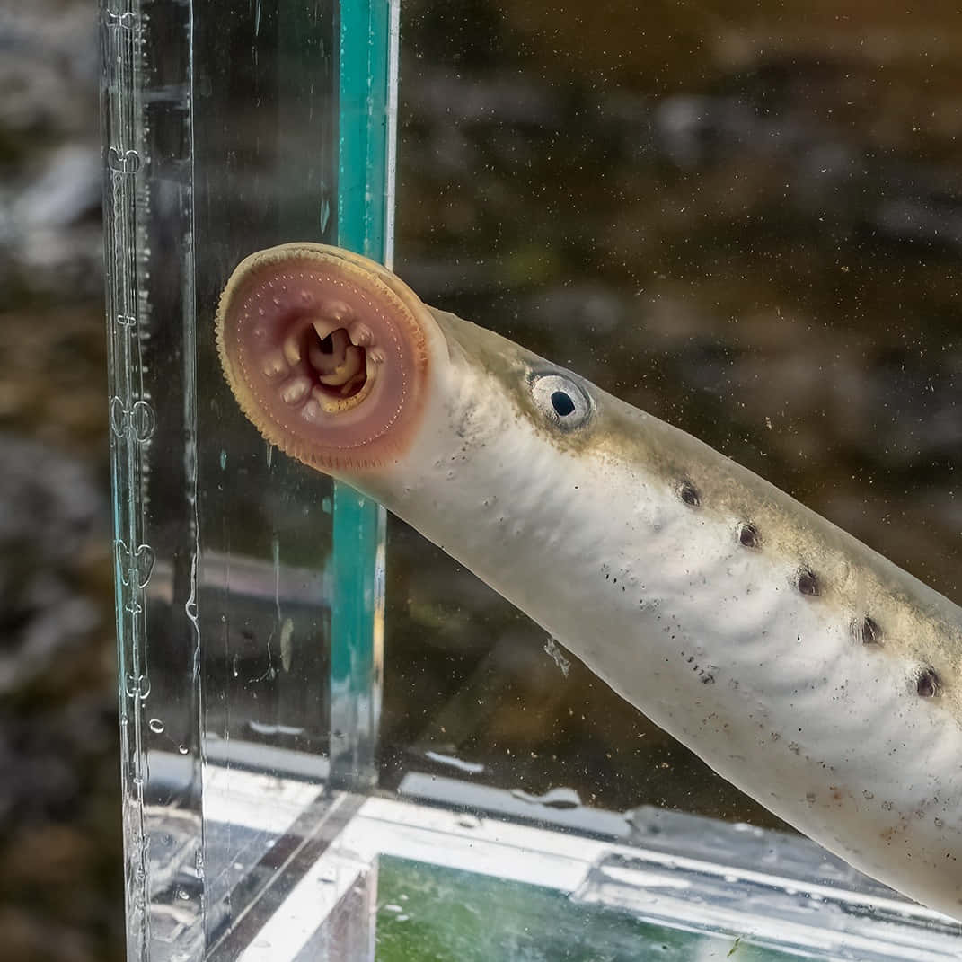 Lamprey, circular mouth, glass, SD Desktop Wallpaper