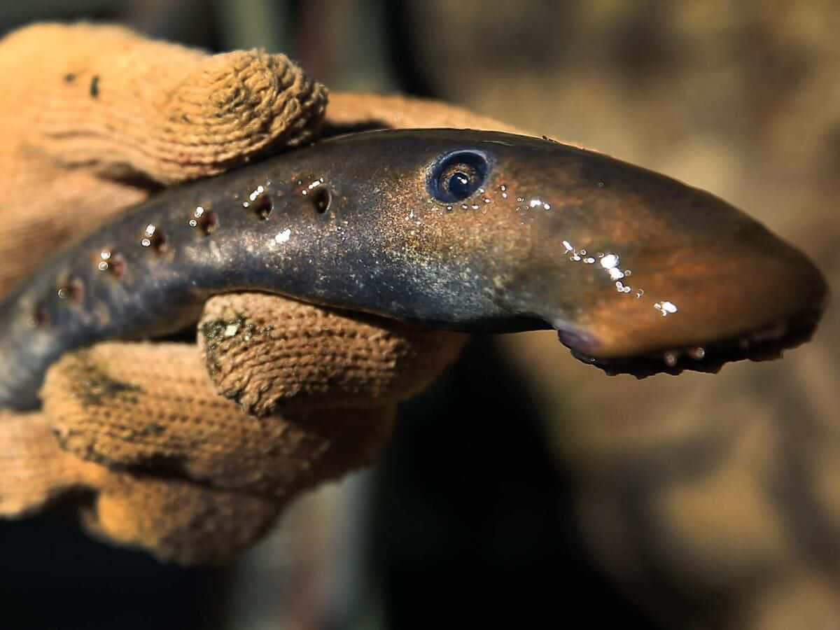 Lamprey, gloved hand, dark brown, SD Desktop Wallpaper