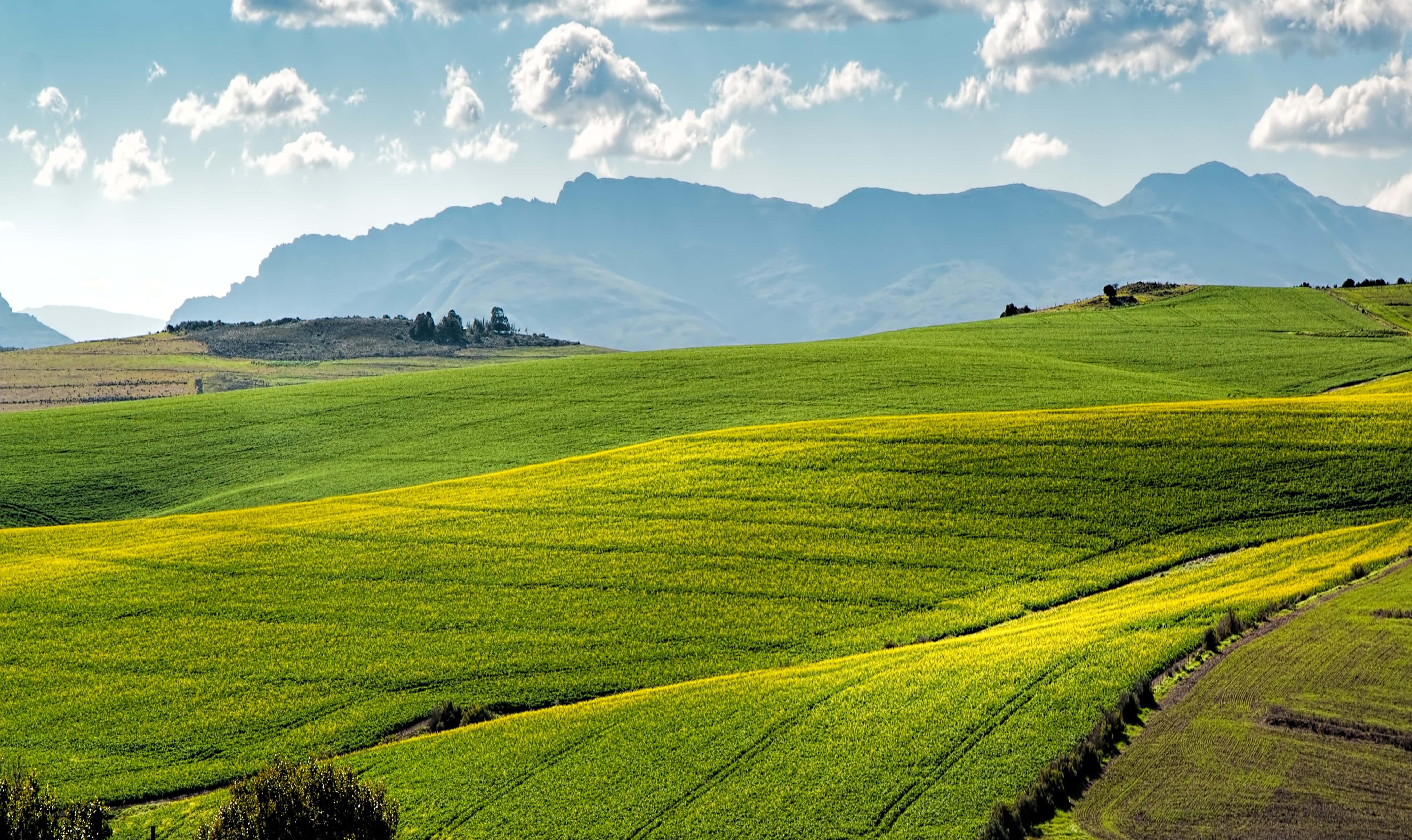 rolling green and yellow fields, distant mountains, bright blue sky, 5K Desktop Wallpaper