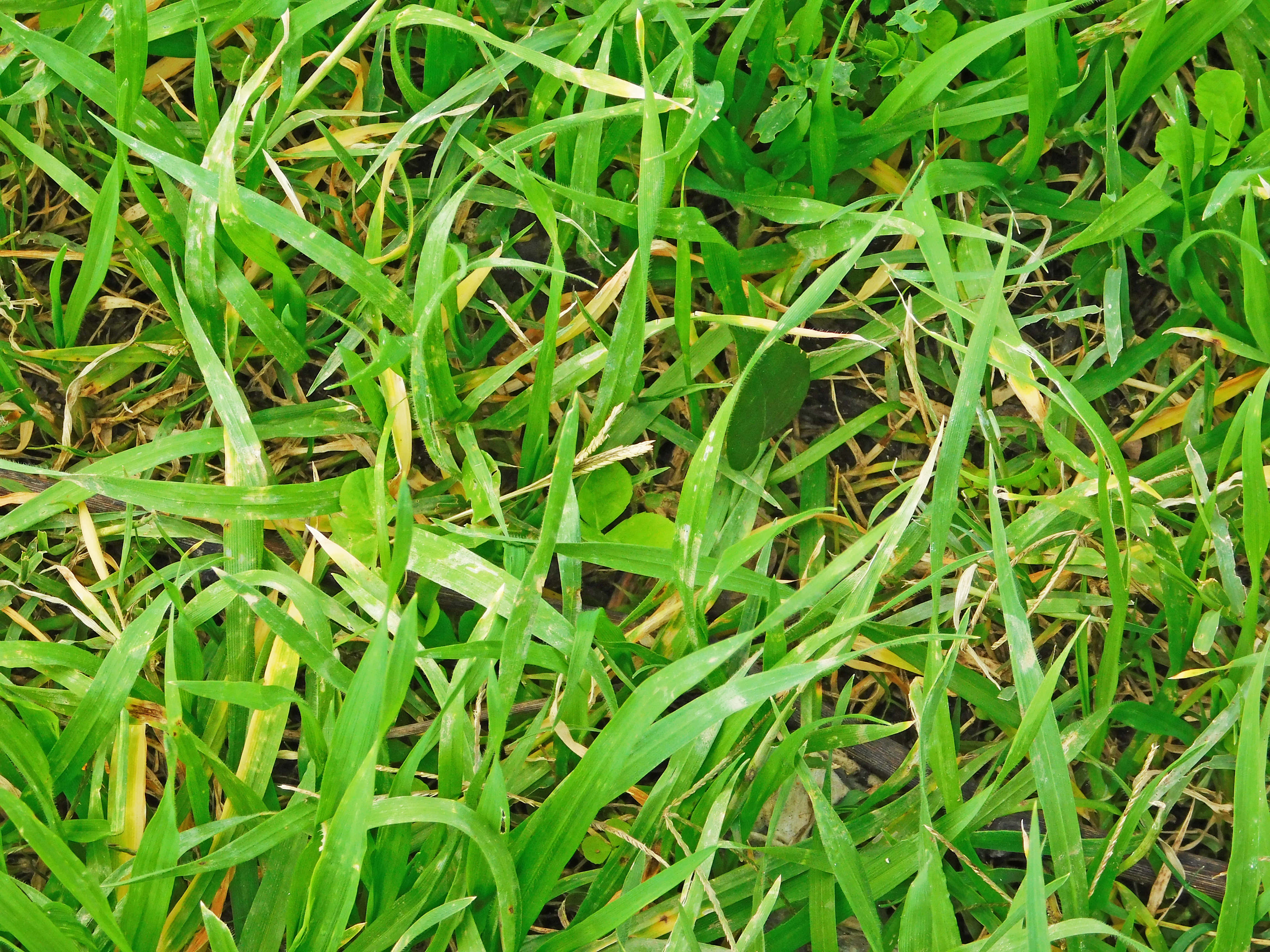 vibrant green grass blades, scattered yellowing leaves, soil patches, 4K Desktop Wallpaper