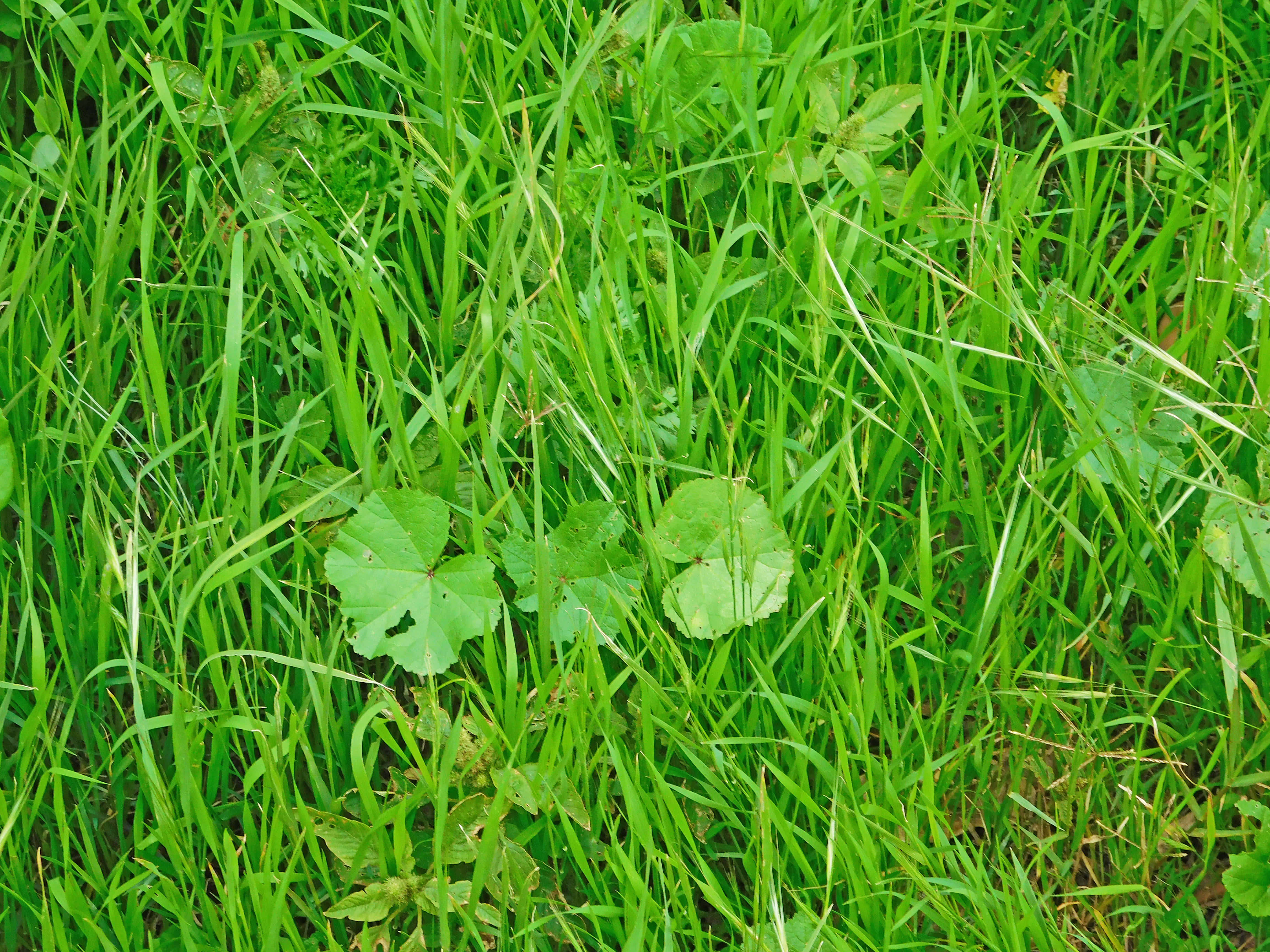 lawn texture, vibrant green grass blades, broadleaf plants, 4K Desktop Wallpaper