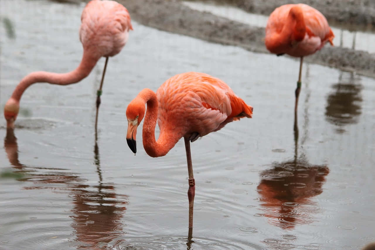 pink flamingos, shallow water, reflections rippling, HD Desktop Wallpaper