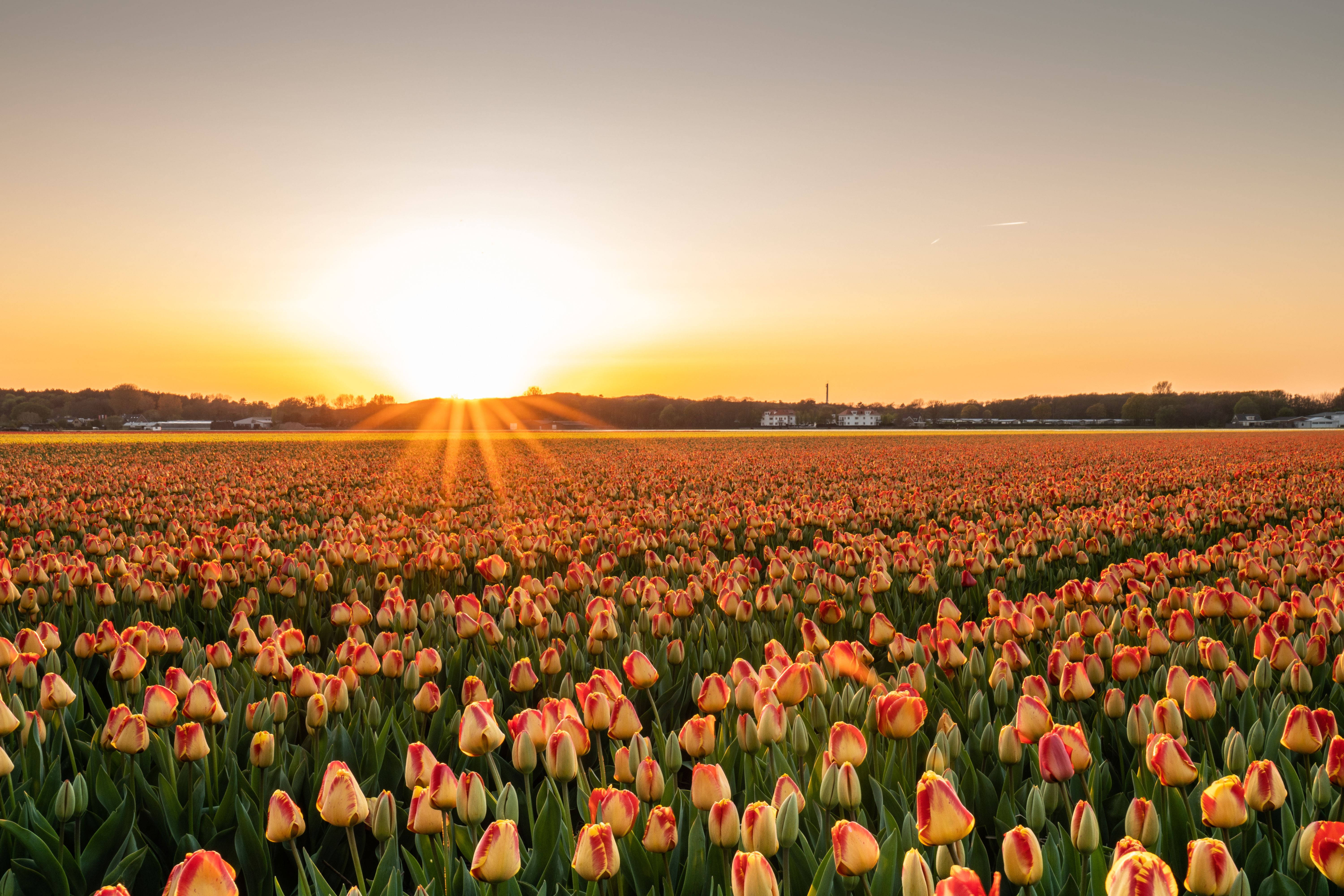 tulip, sunset, garden, 5K Desktop Wallpaper