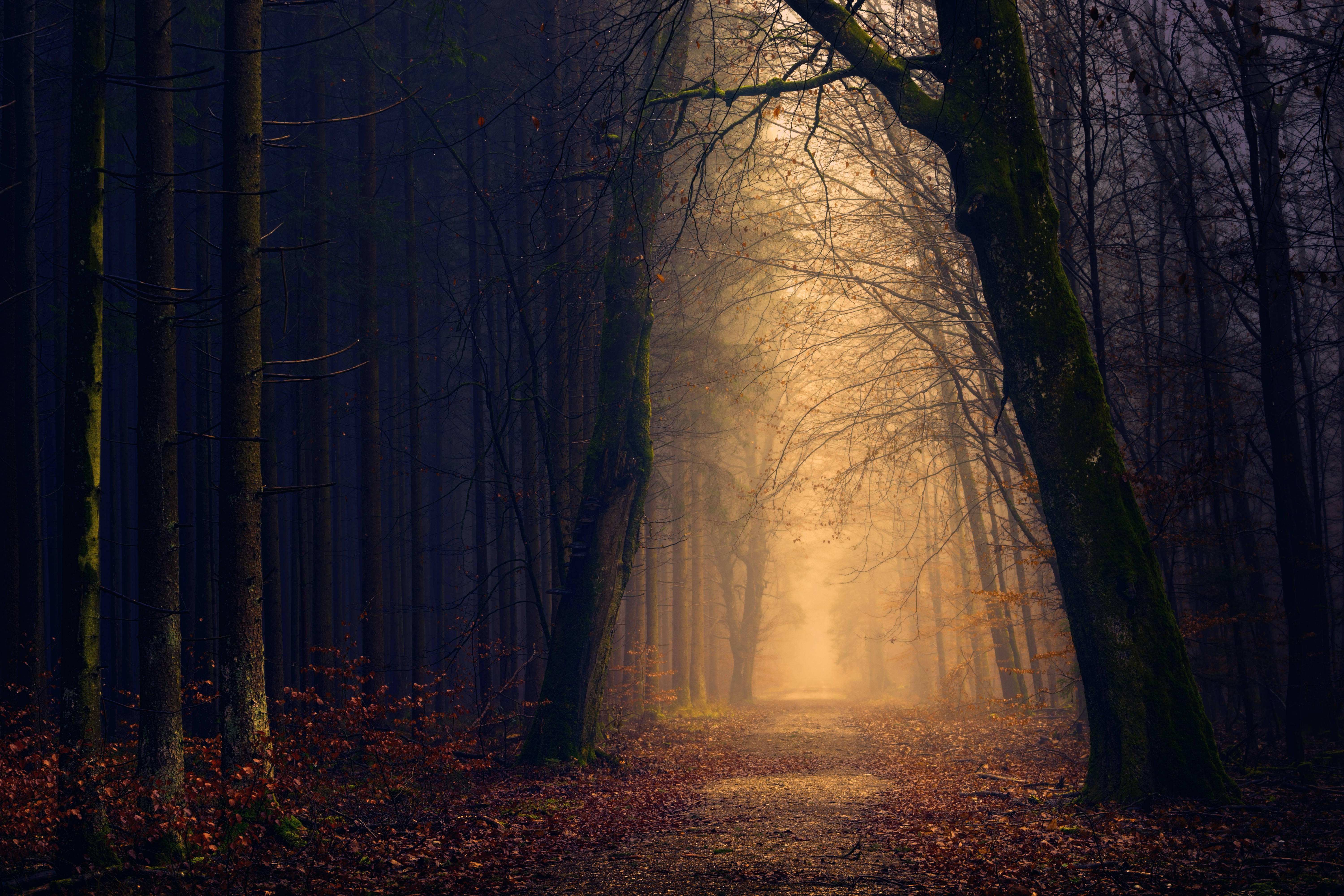 spooky forest, yellow light, misty forest path, 5K Desktop Wallpaper