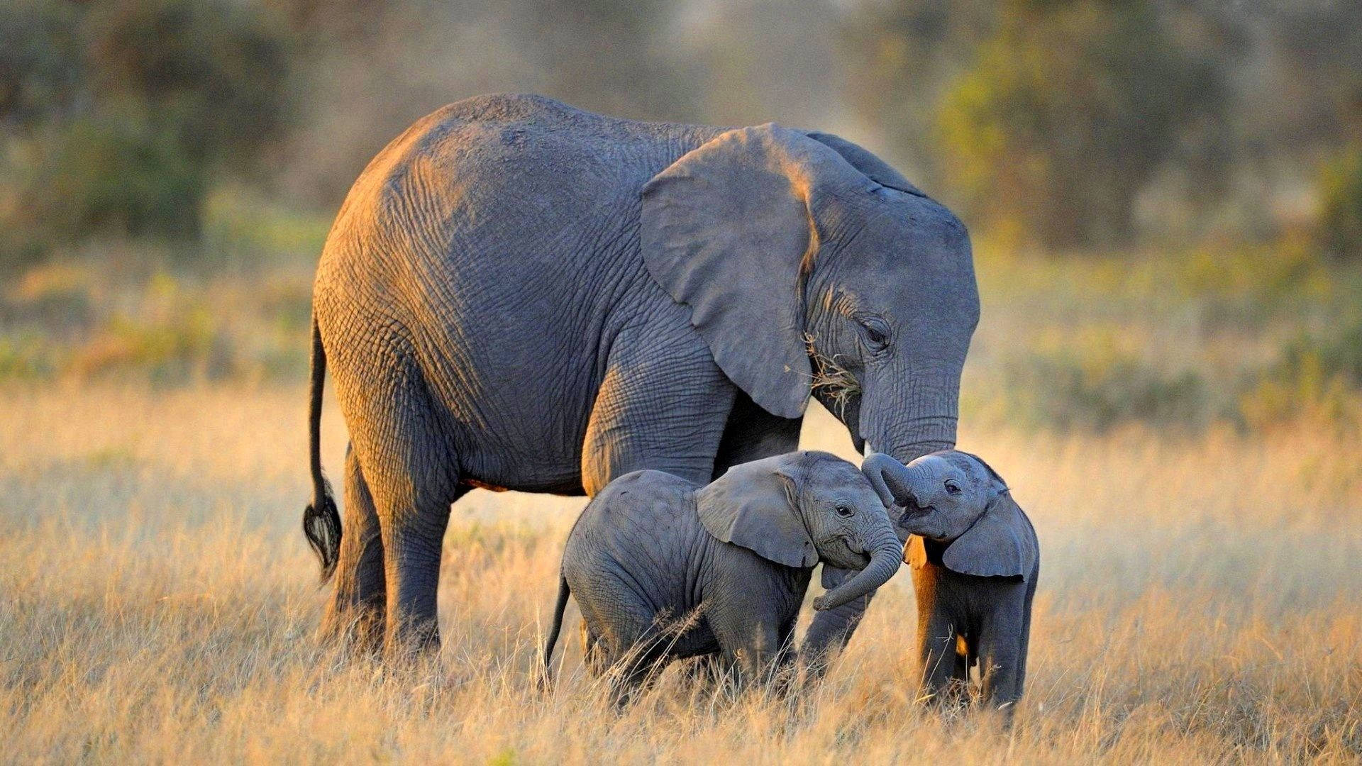elephant, mother elephant, two calves, Full HD Desktop Wallpaper