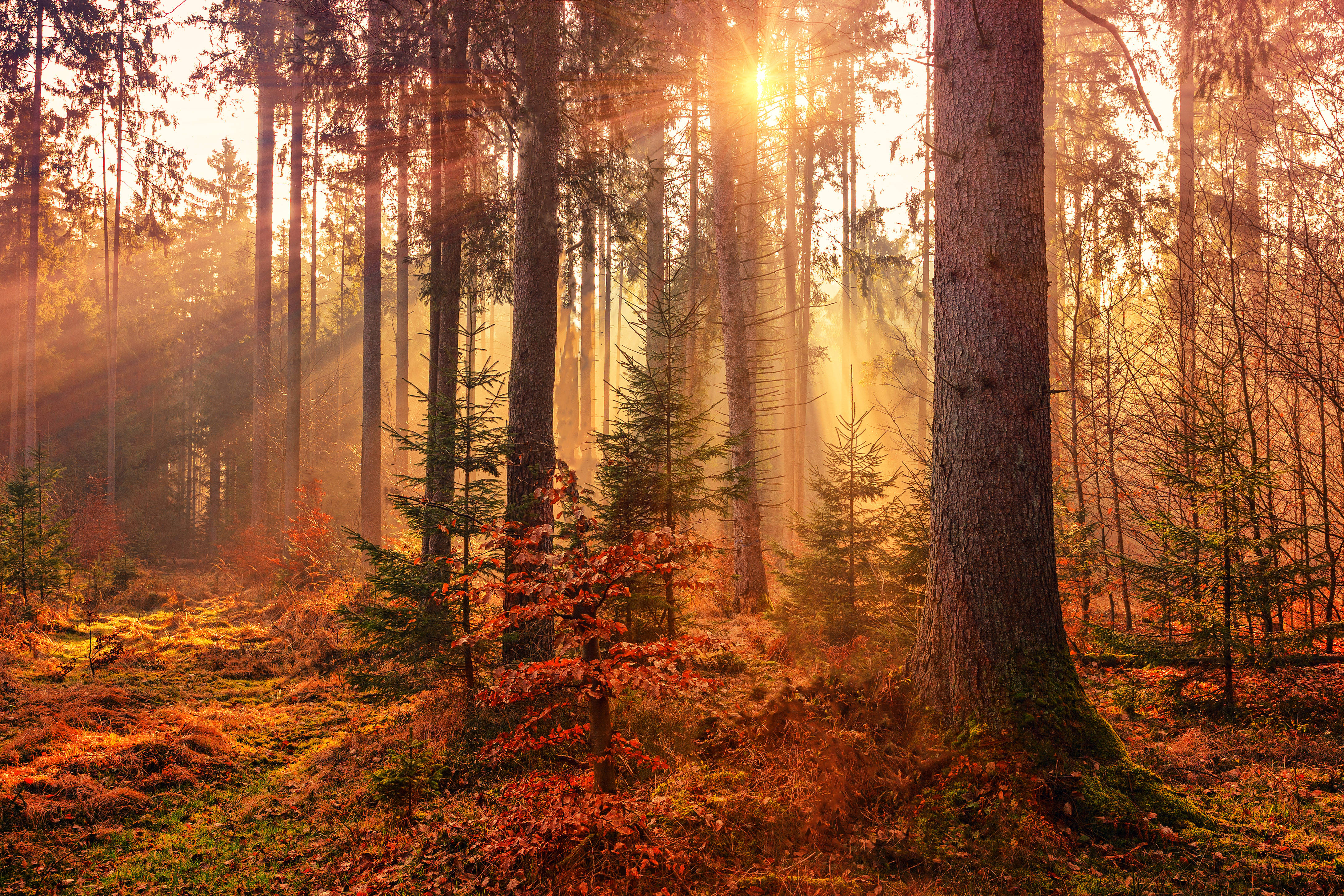 autumn vista, golden sunlight, tall pine trees, 4K Desktop Wallpaper