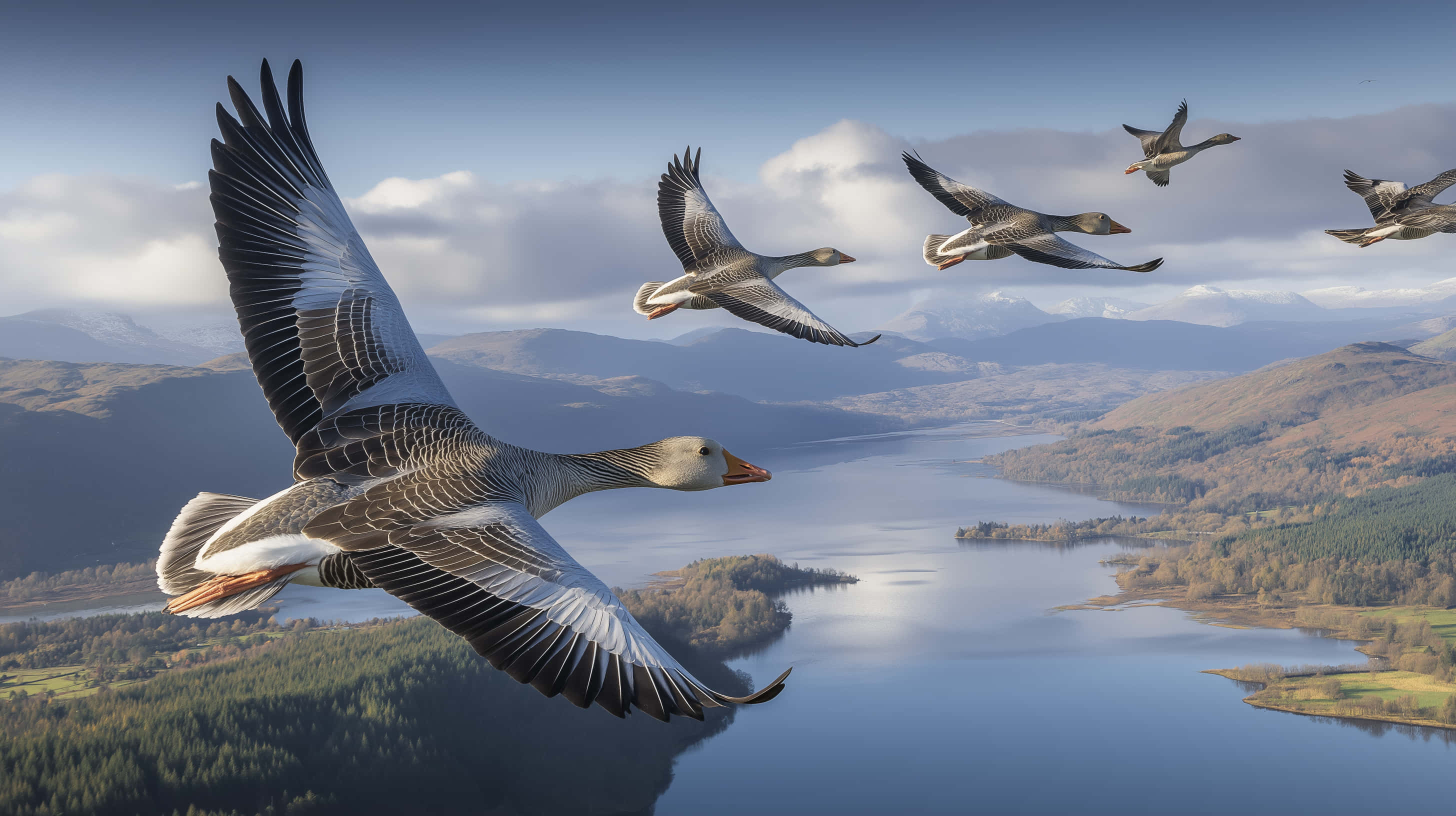 geese, serene lake, rolling hills, 2K Desktop Wallpaper