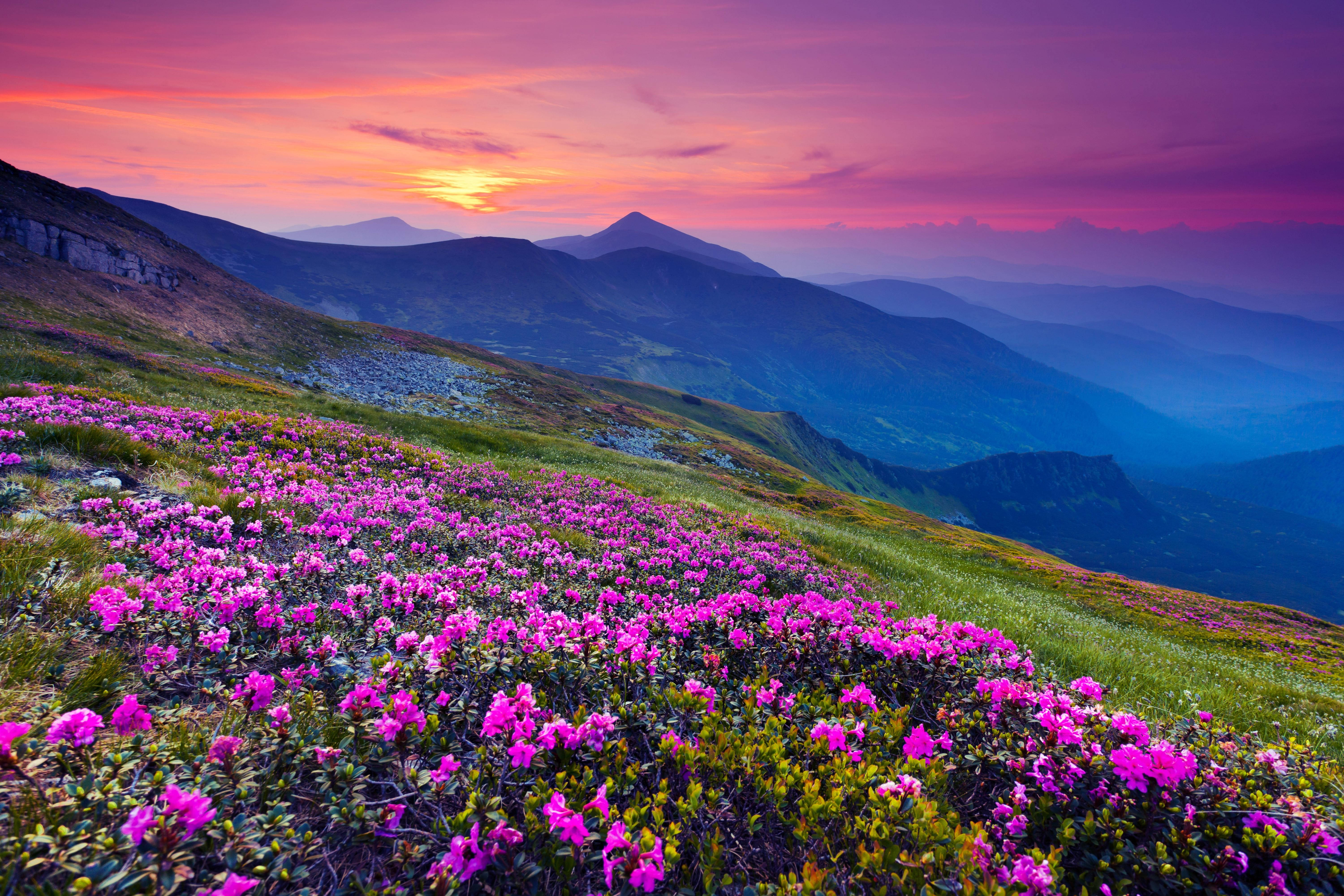4K Landscape, purple sunset, vibrant pink wildflowers, 5K Desktop Wallpaper