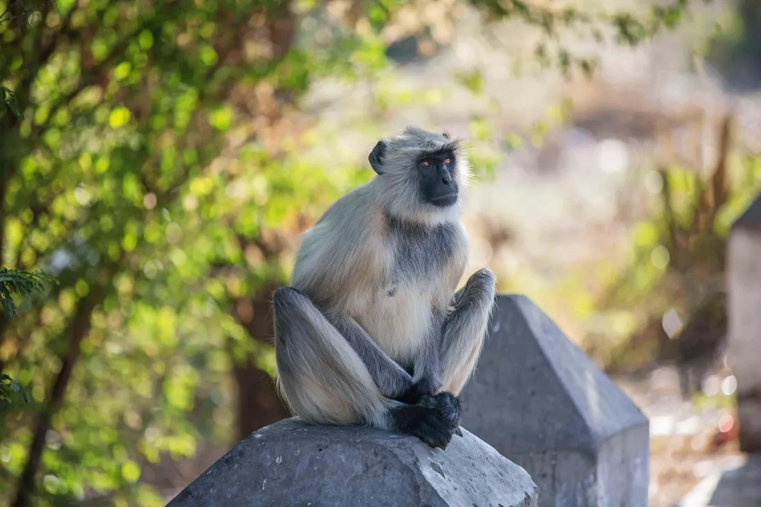 Langur