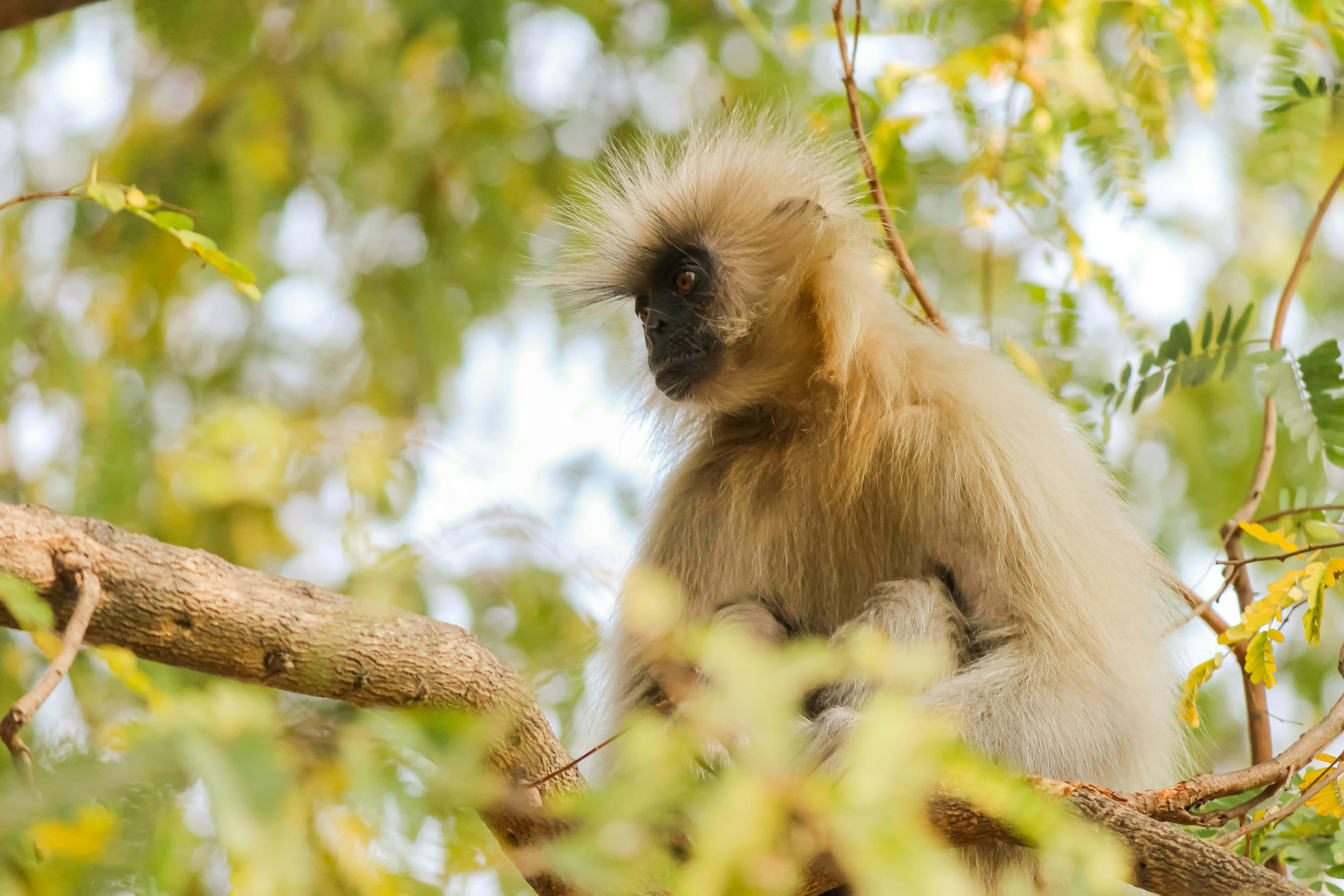langur, golden langur, tree branch, 5K Desktop Wallpaper