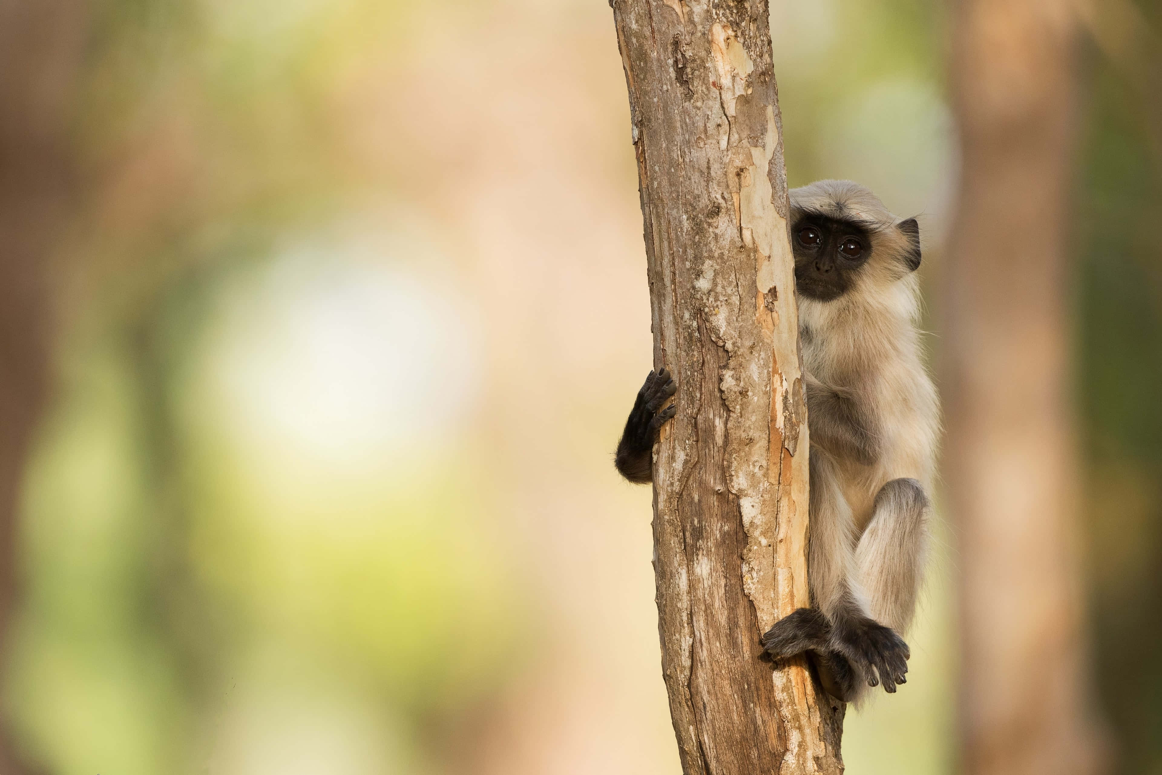Langur, gray monkey, textured tree trunk, 4K Desktop Wallpaper