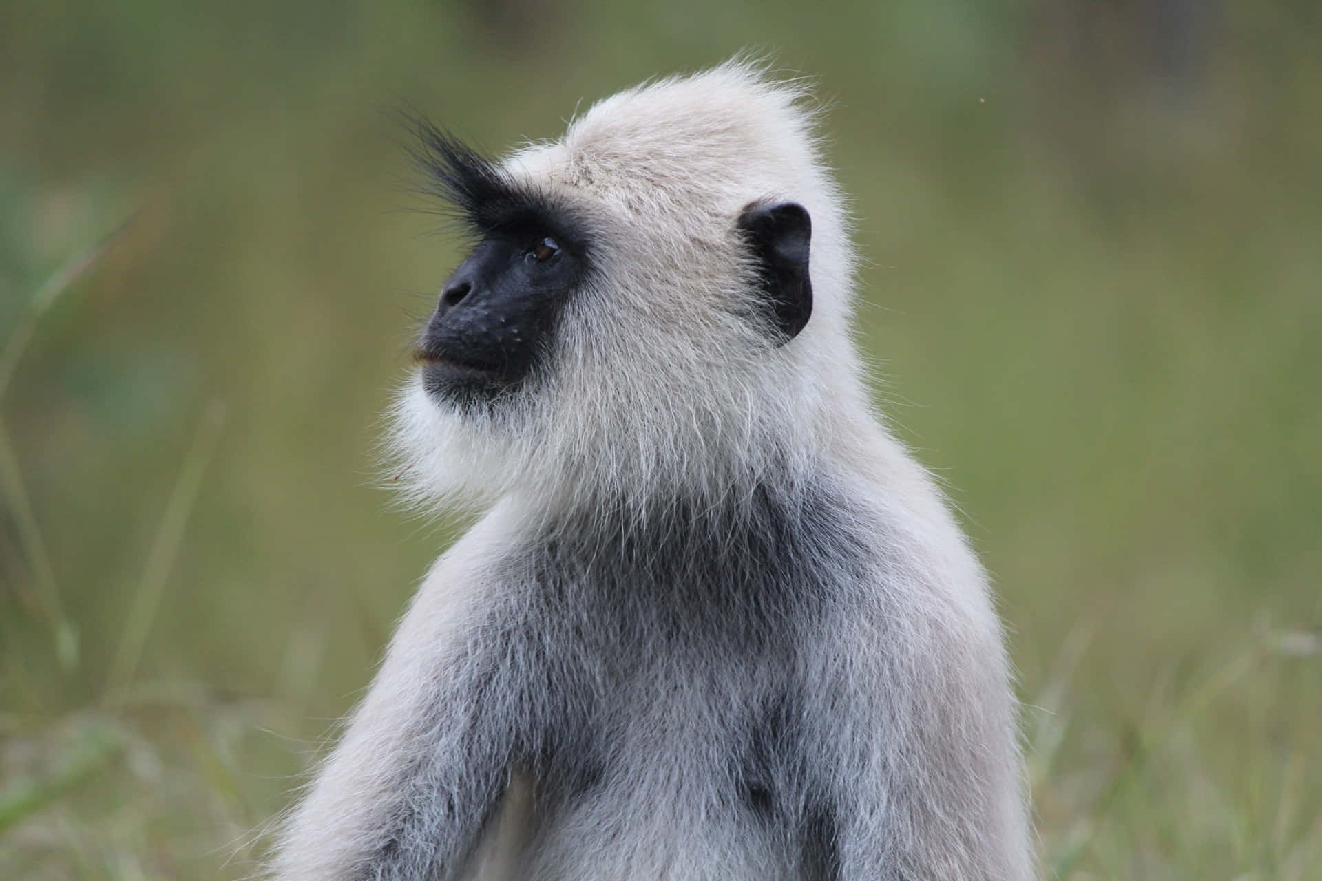 gray langur, black face, tufted hair, Full HD Desktop Wallpaper