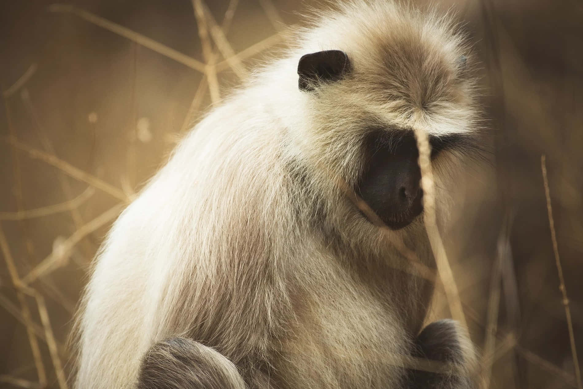 Contemplative Langur Monkey, white-furred monkey, dark face, HD Desktop Wallpaper