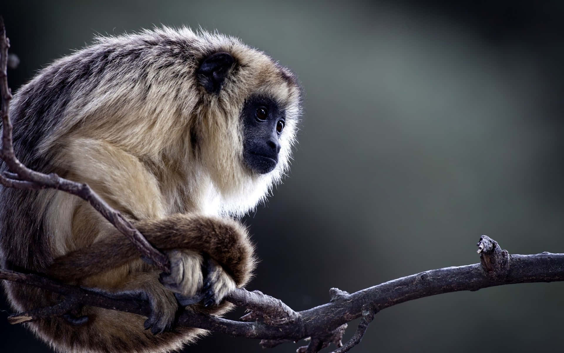 Langur, fluffy monkey, black face, Full HD Desktop Wallpaper