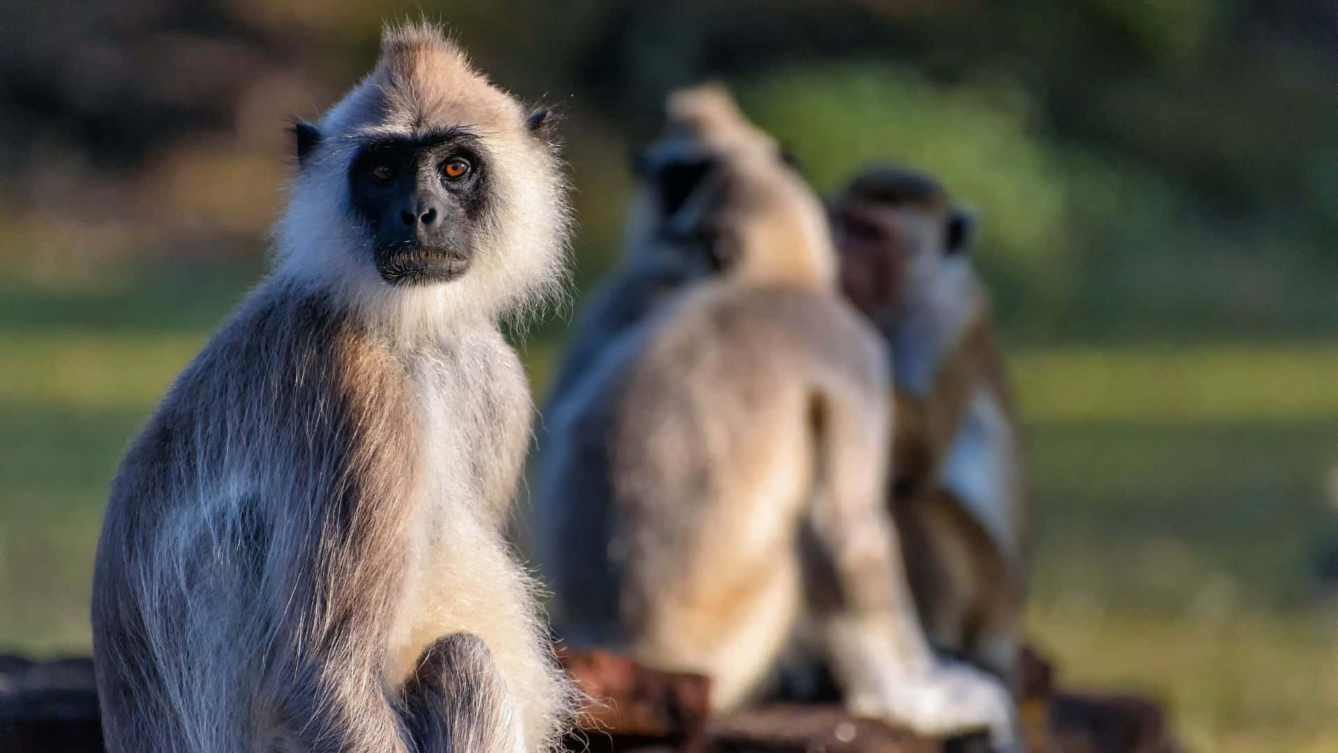 langur monkey, intense eyes, sunlit grassy field, Full HD Desktop Wallpaper