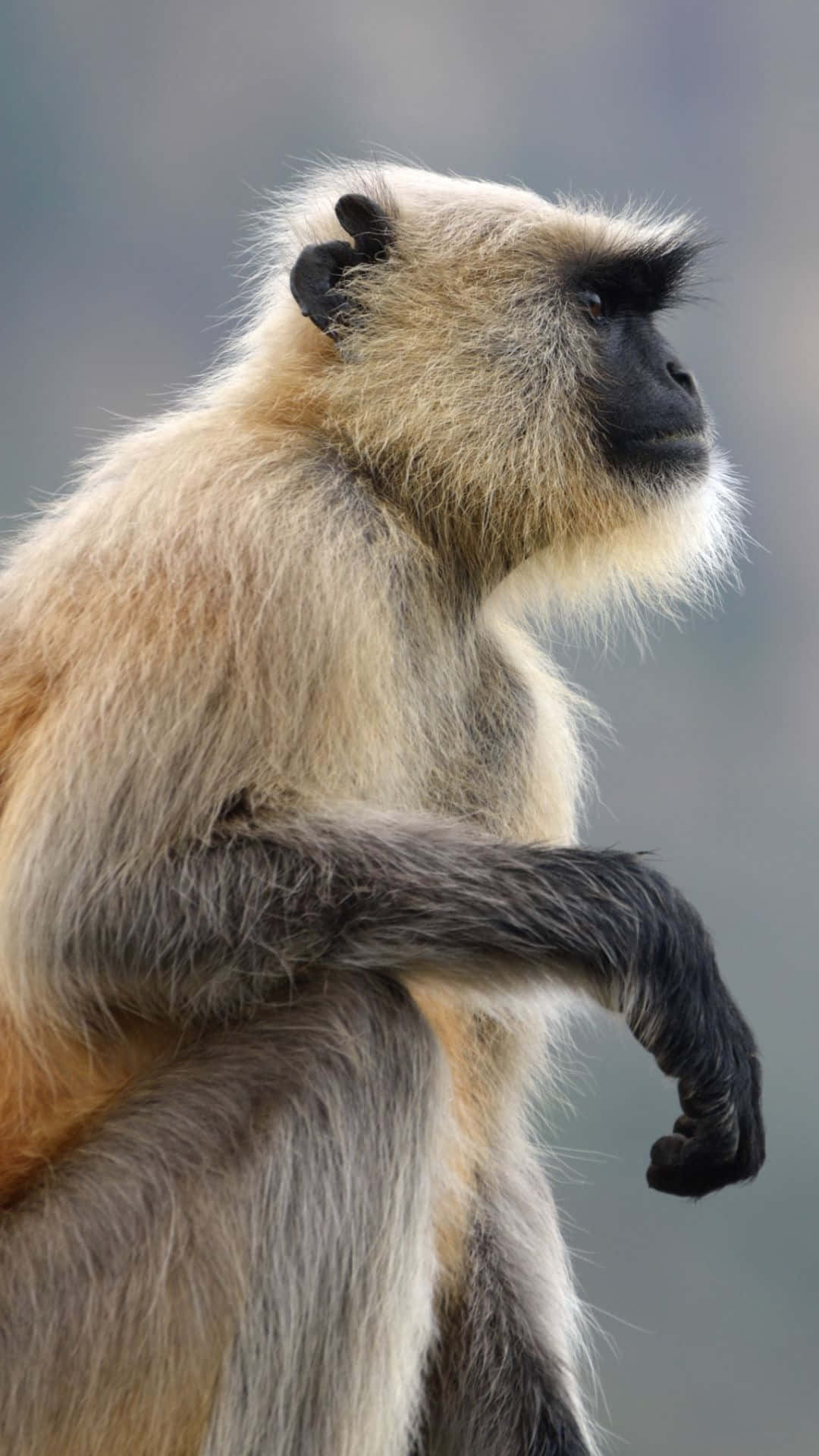 langur, light brown fur, black face, Full HD Phone Wallpaper