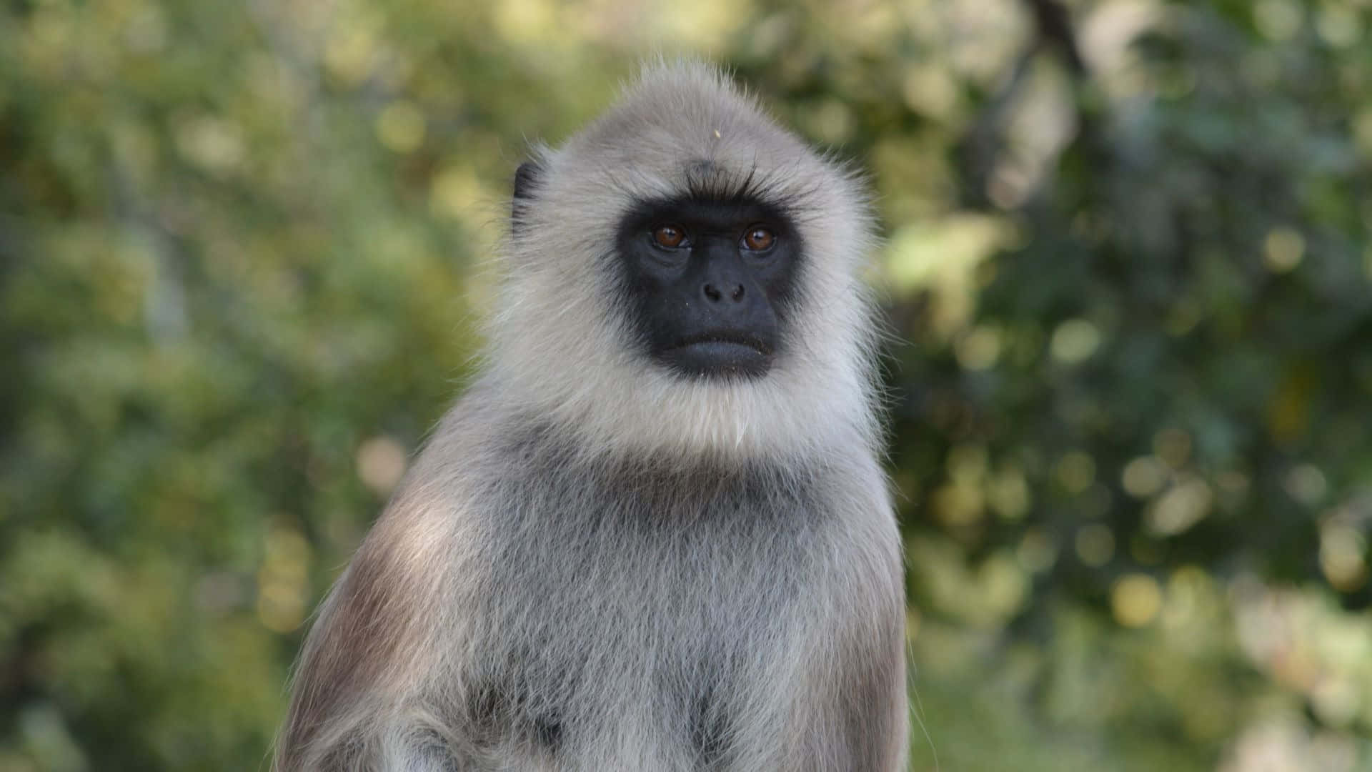 gray langur, black face, expressive eyes, Full HD Desktop Wallpaper