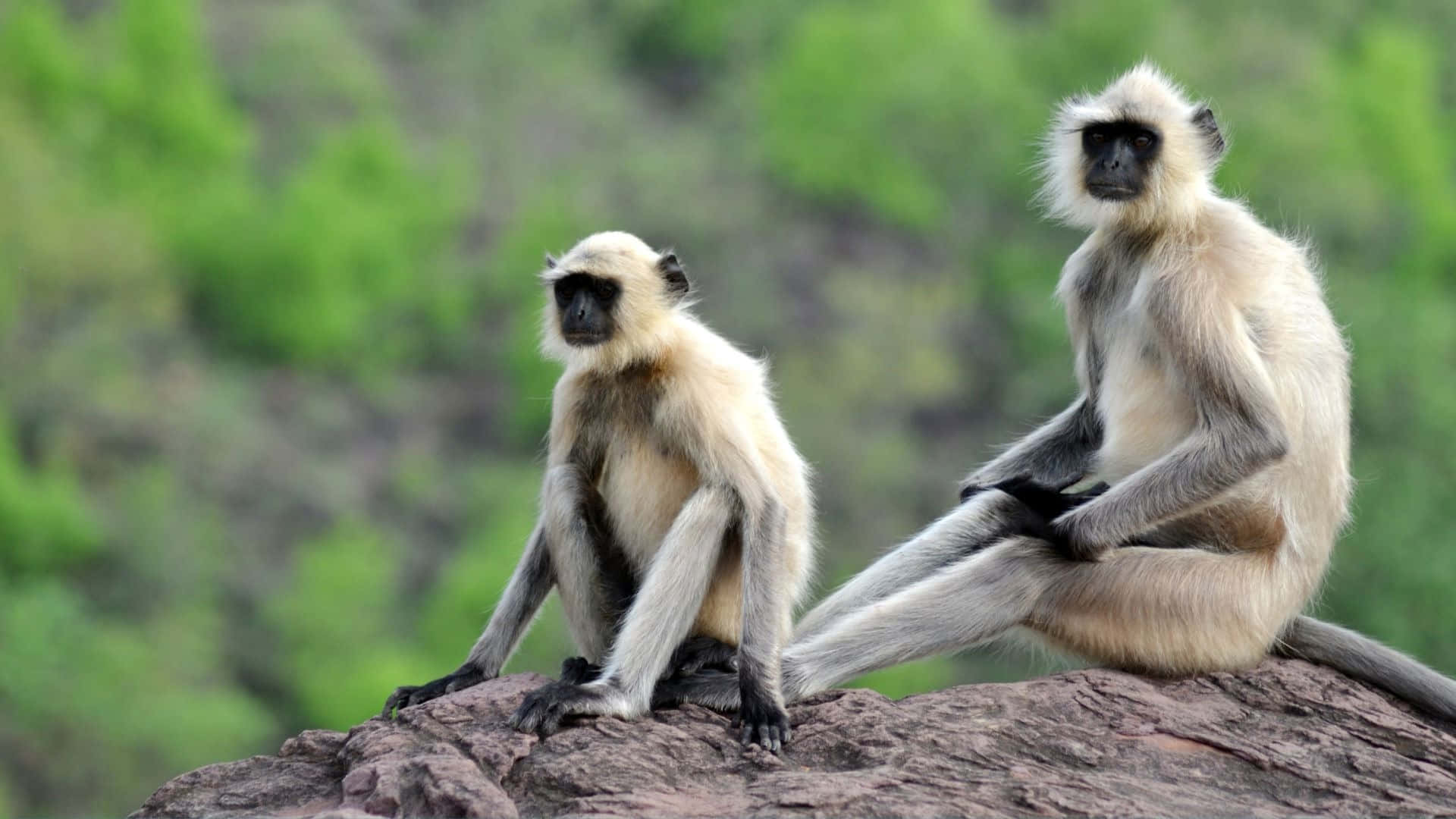 langurs, rock outlook, rugged rock, Full HD Desktop Wallpaper