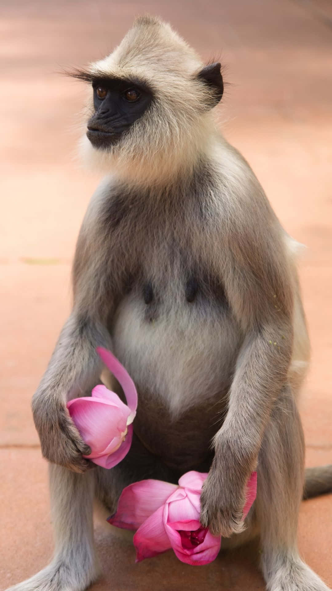 Langur, lotus flowers, vibrant pink, Full HD Phone Wallpaper