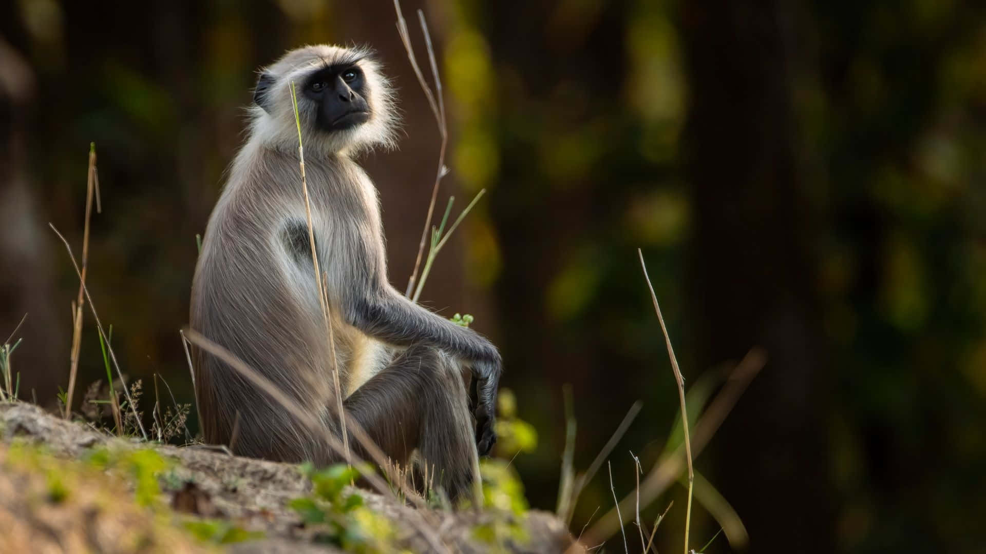 gray langur, sunlit rock, blurred green foliage, Full HD Desktop Wallpaper