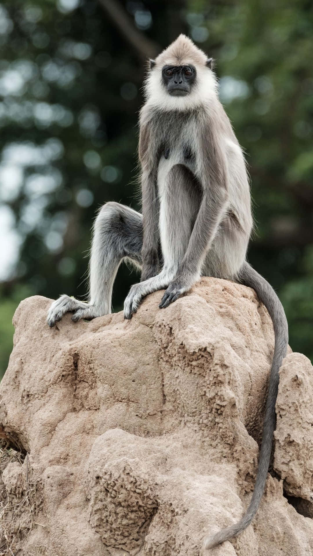 gray langur, rock perch, textured rock, Full HD Phone Wallpaper