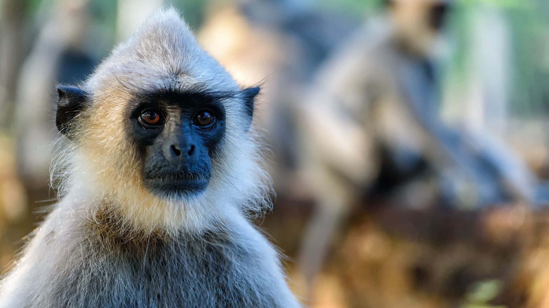 gray langur, dark face, expressive eyes, Full HD Desktop Wallpaper