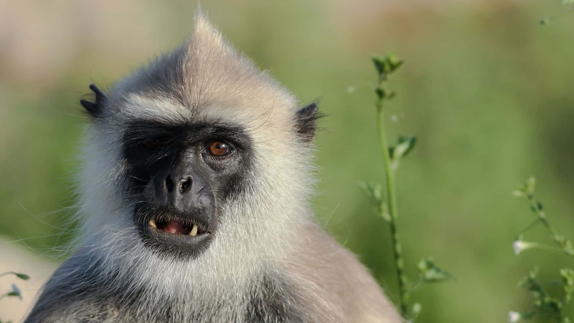 gray langur, tufted head, dark face, Full HD Desktop Wallpaper