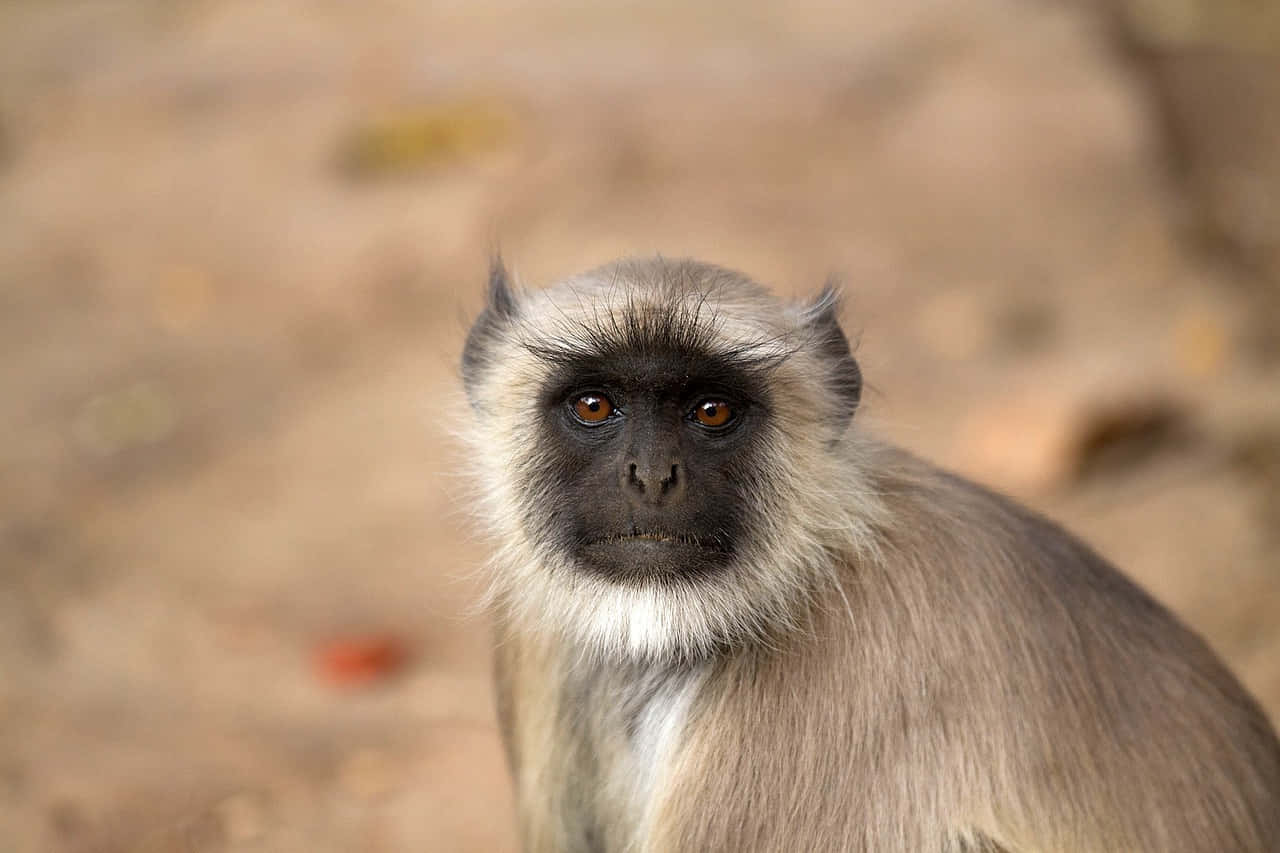 gray langur, dark face, white beard, HD Desktop Wallpaper