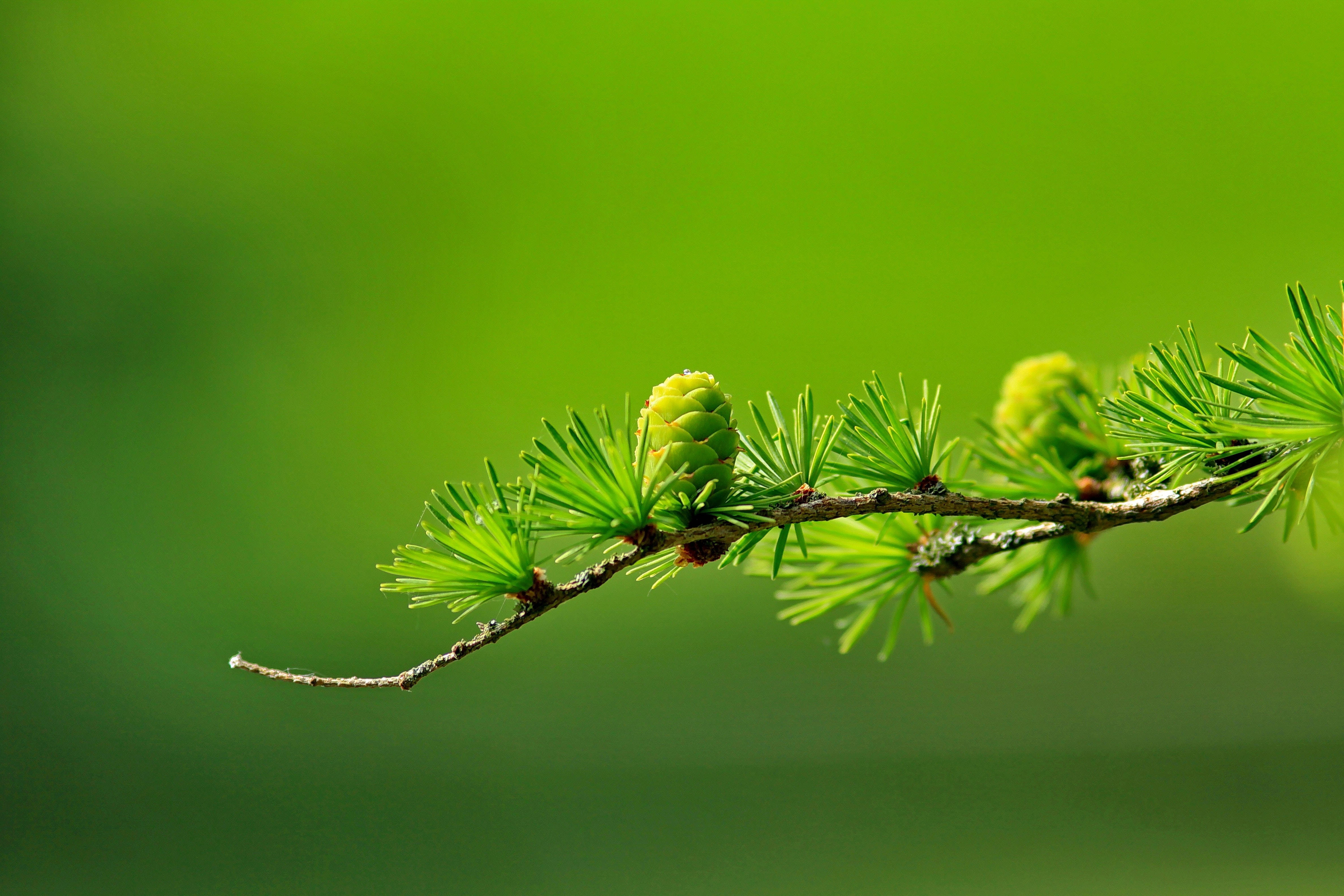 pine branch, fresh green needles, small cones, 4K Desktop Wallpaper