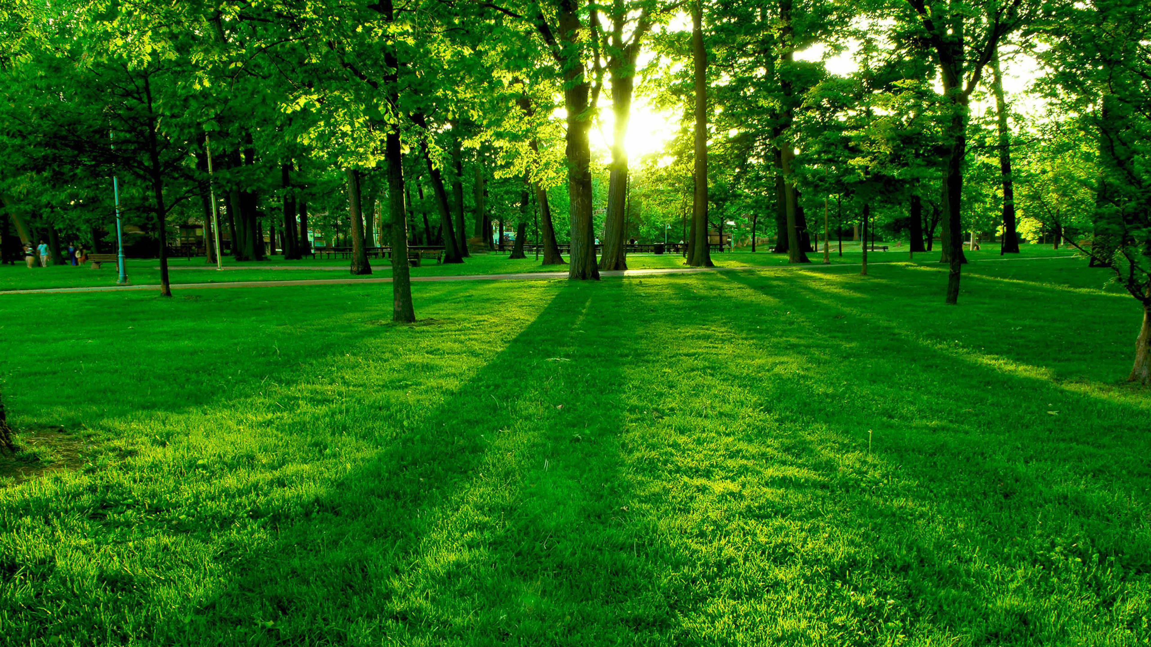 Ultra HD, green grass field, trees, 4K Desktop Wallpaper