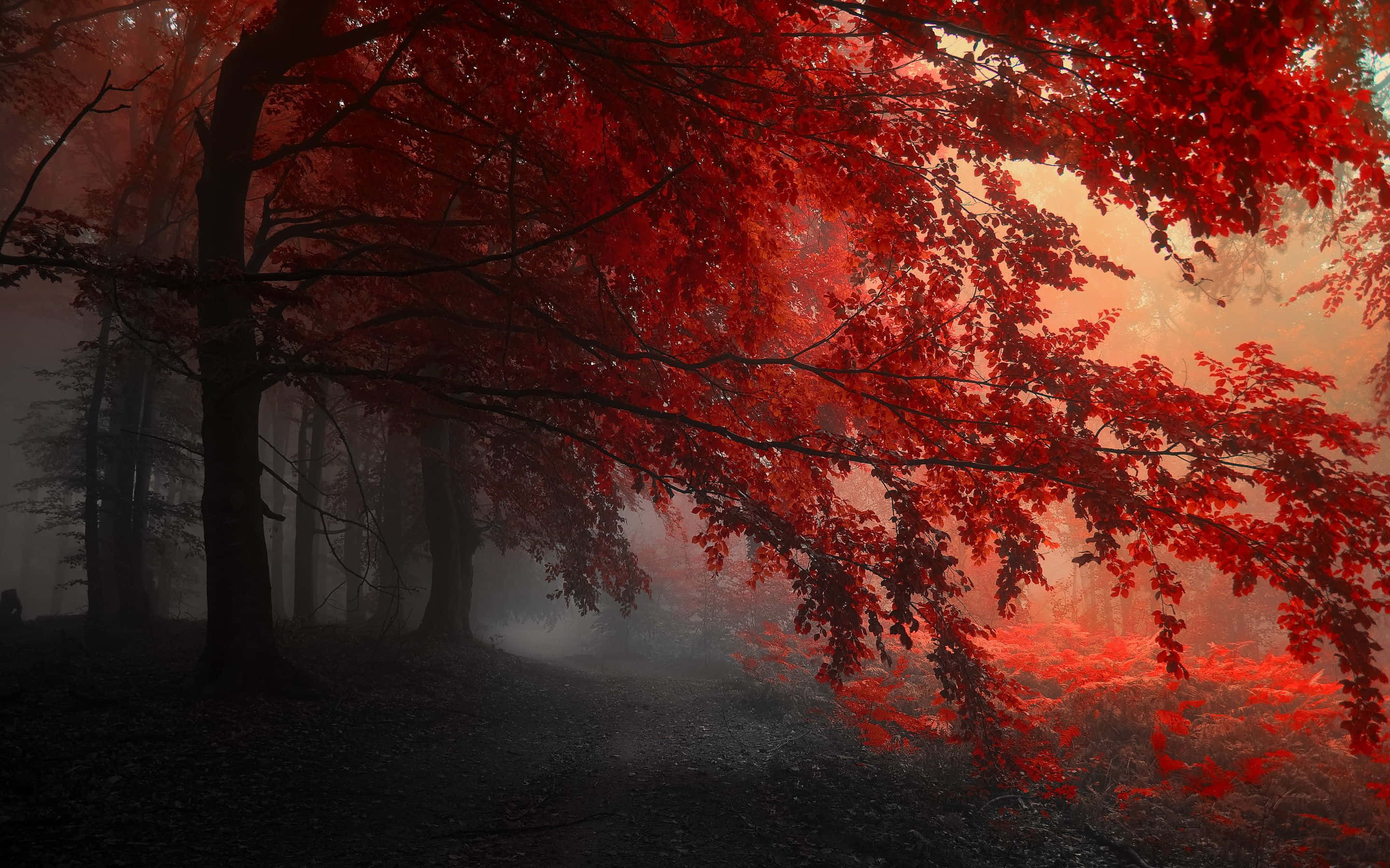 red aesthetic laptop, tree leaves, vivid crimson leaves, 2K Desktop Wallpaper