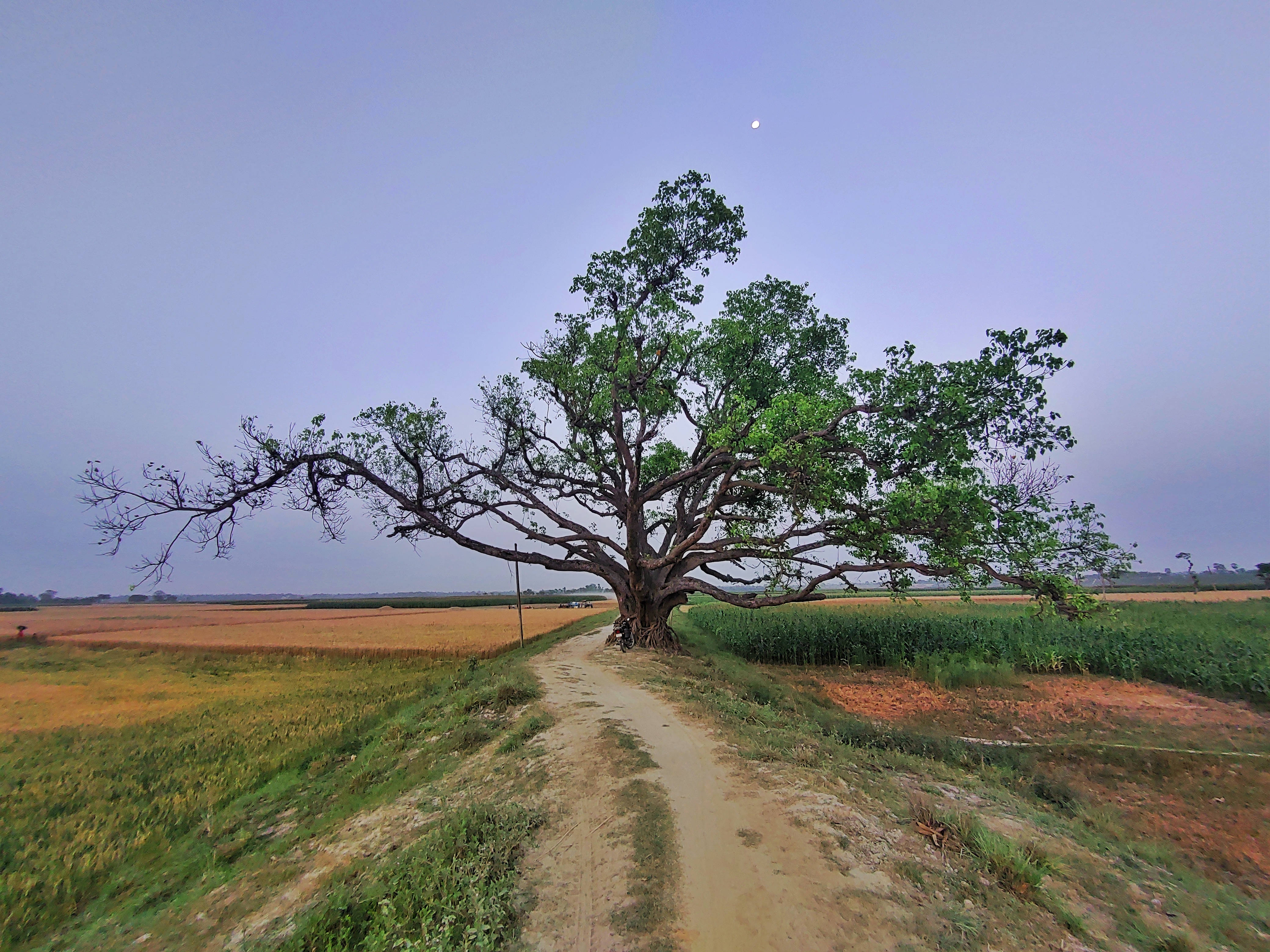 majestic tree, dirt path, vast rural field, 4K Desktop Wallpaper