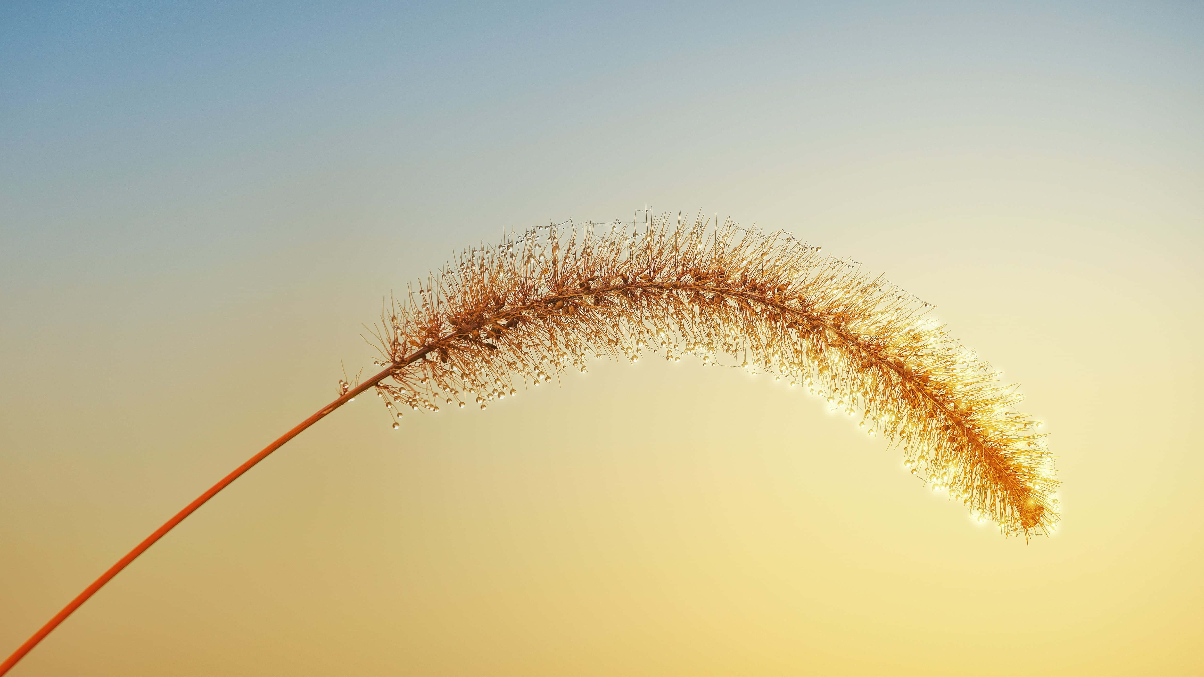 golden grass stem, soft gradient sky, warm sunset hues, 4K Desktop Wallpaper