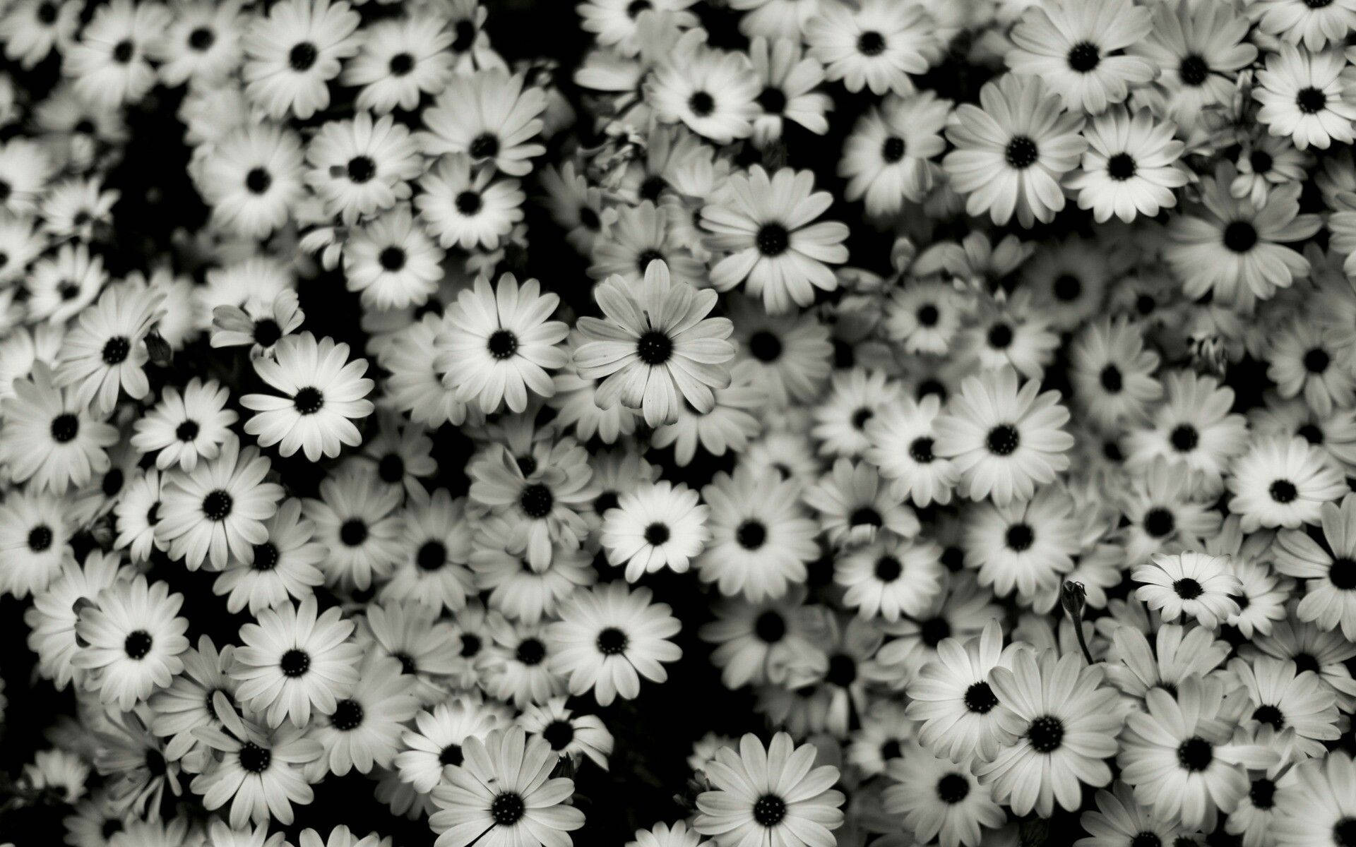 flower bed aesthetic, daisies, black and white, Full HD Desktop Wallpaper