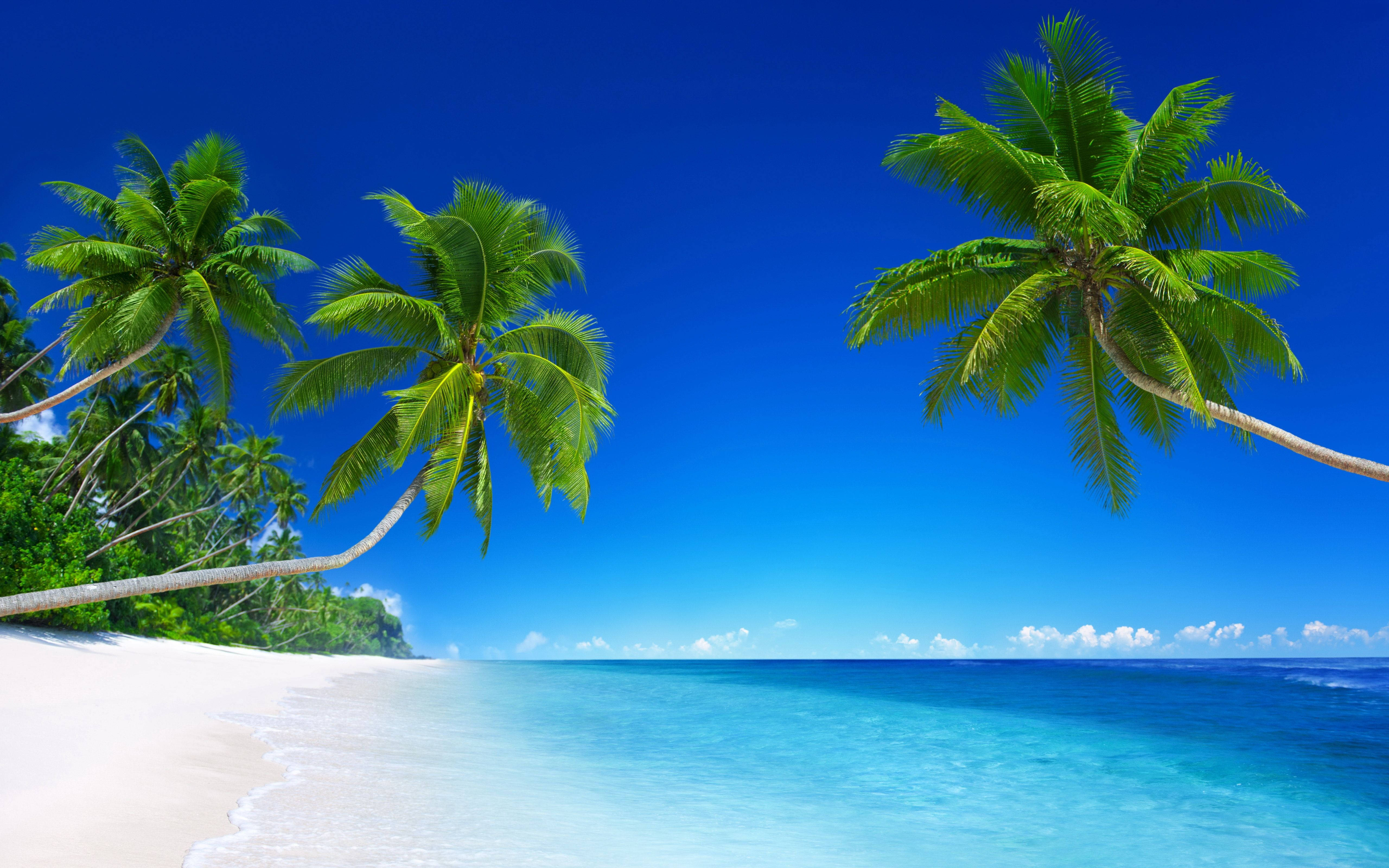 Palm Trees, white sand, turquoise waters, 5K Desktop Wallpaper