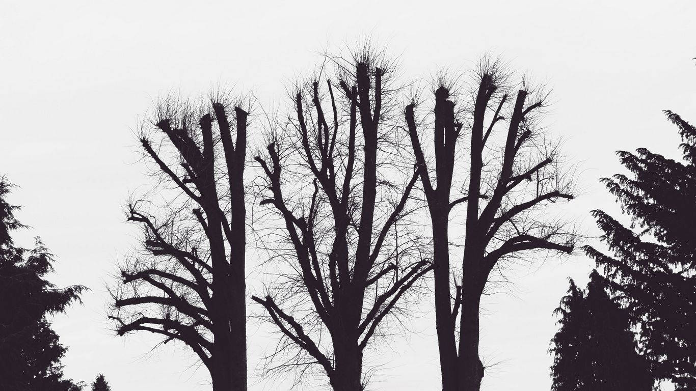leafless trees, bare trees, jagged branches, HD Desktop Wallpaper