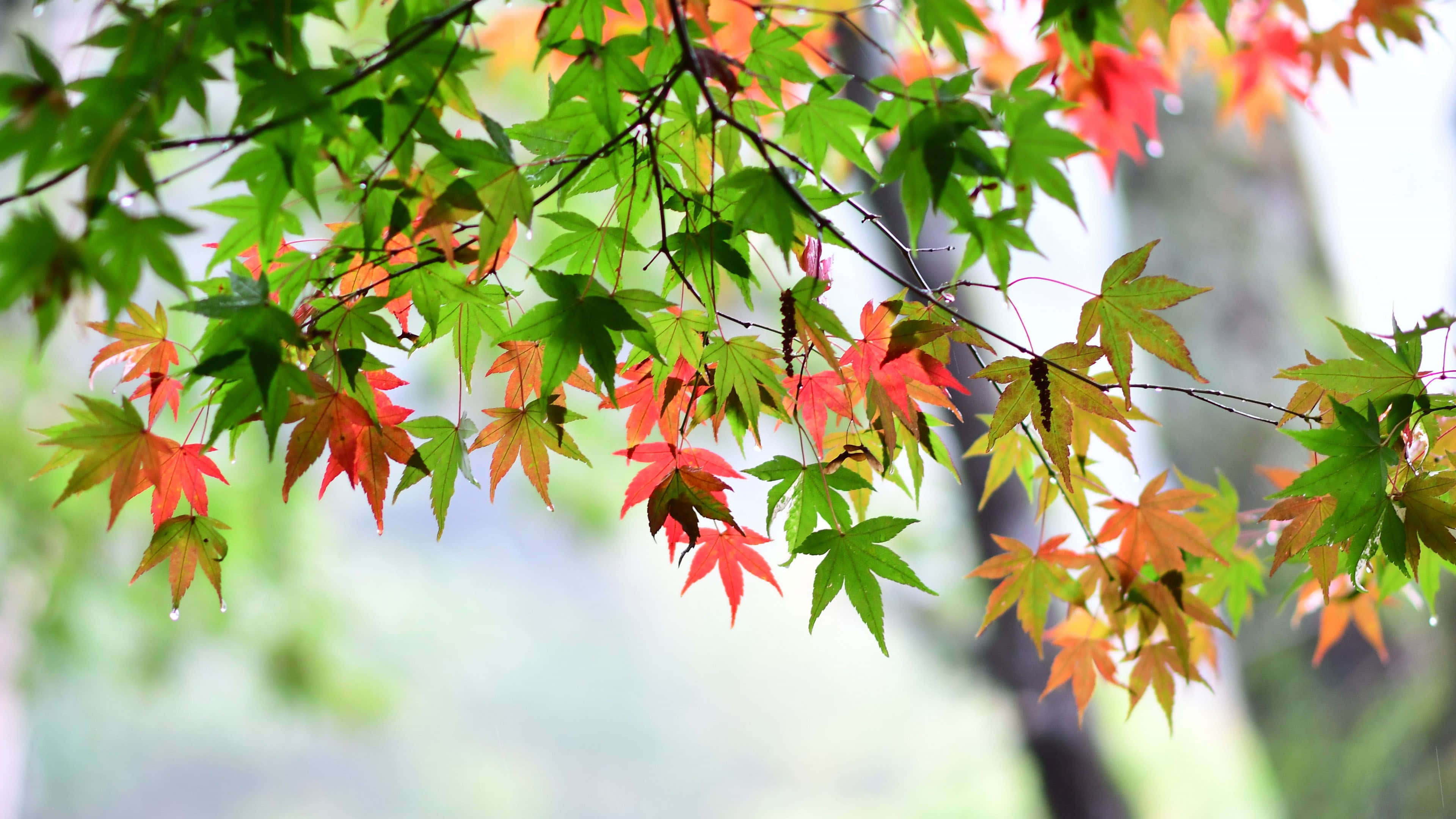 maple leaves, red and green leaves, dewdrops, 4K Desktop Wallpaper